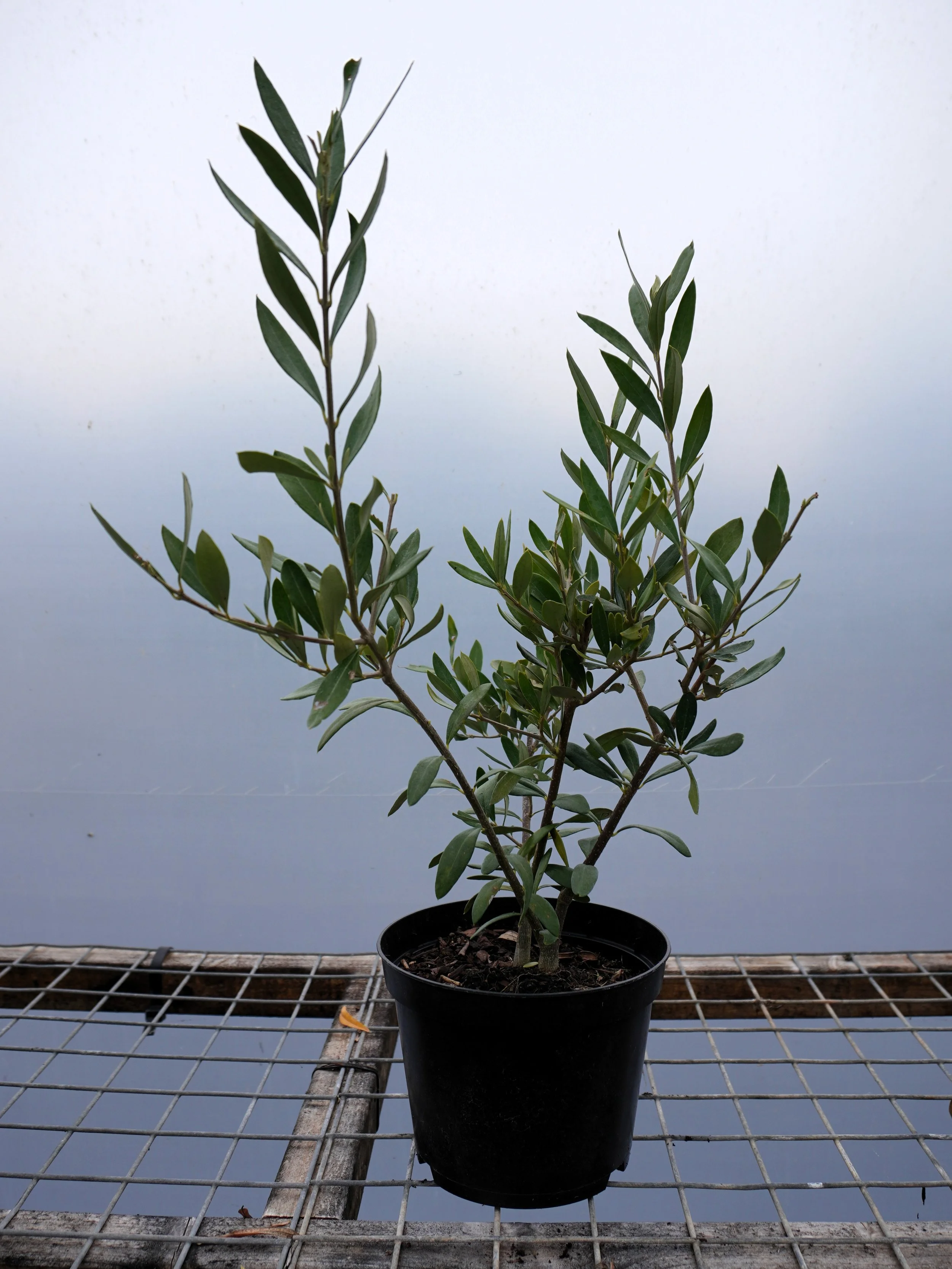 Olive (Olea europaea) sp