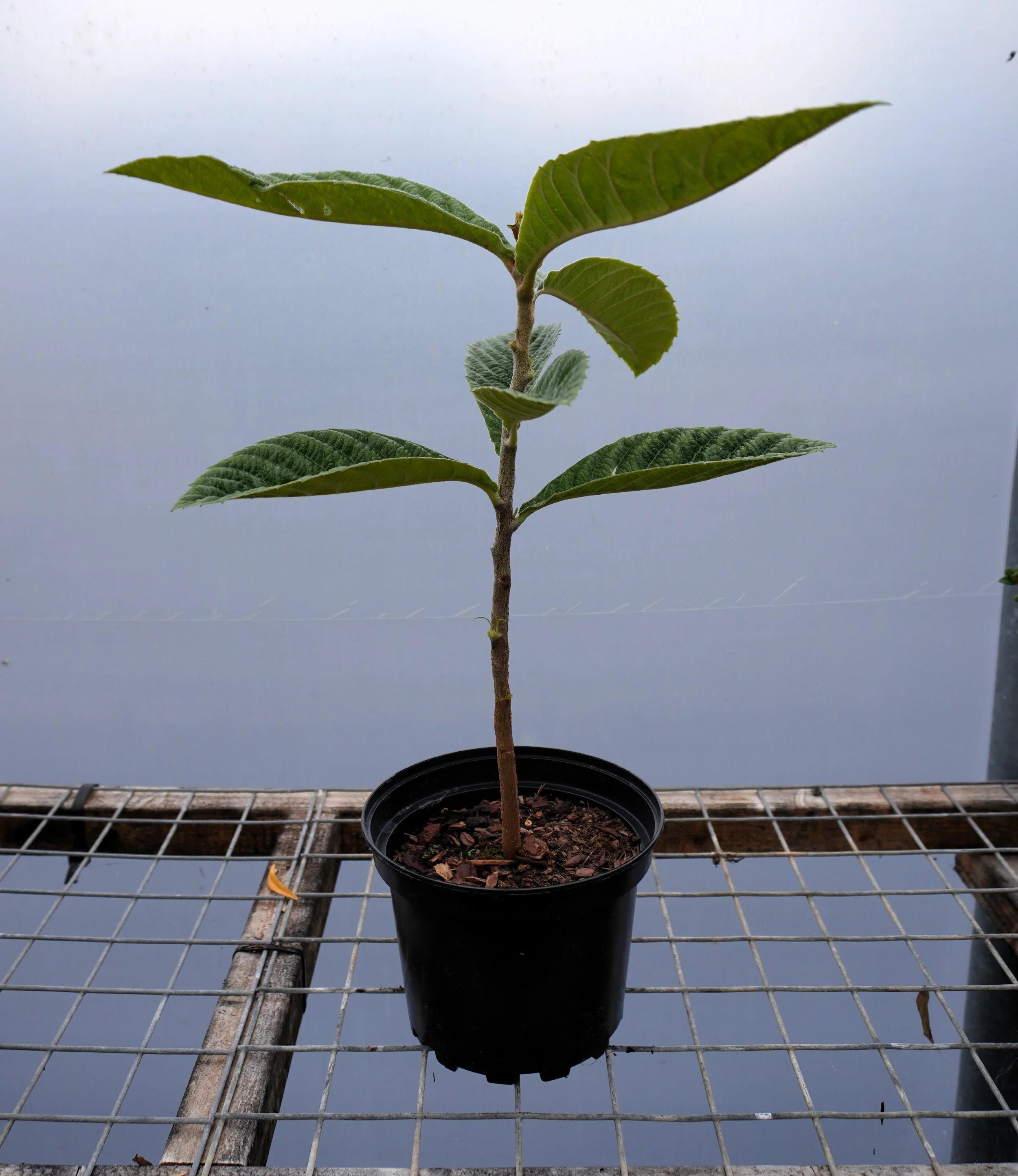 Loquat (Eribotrya japonica)