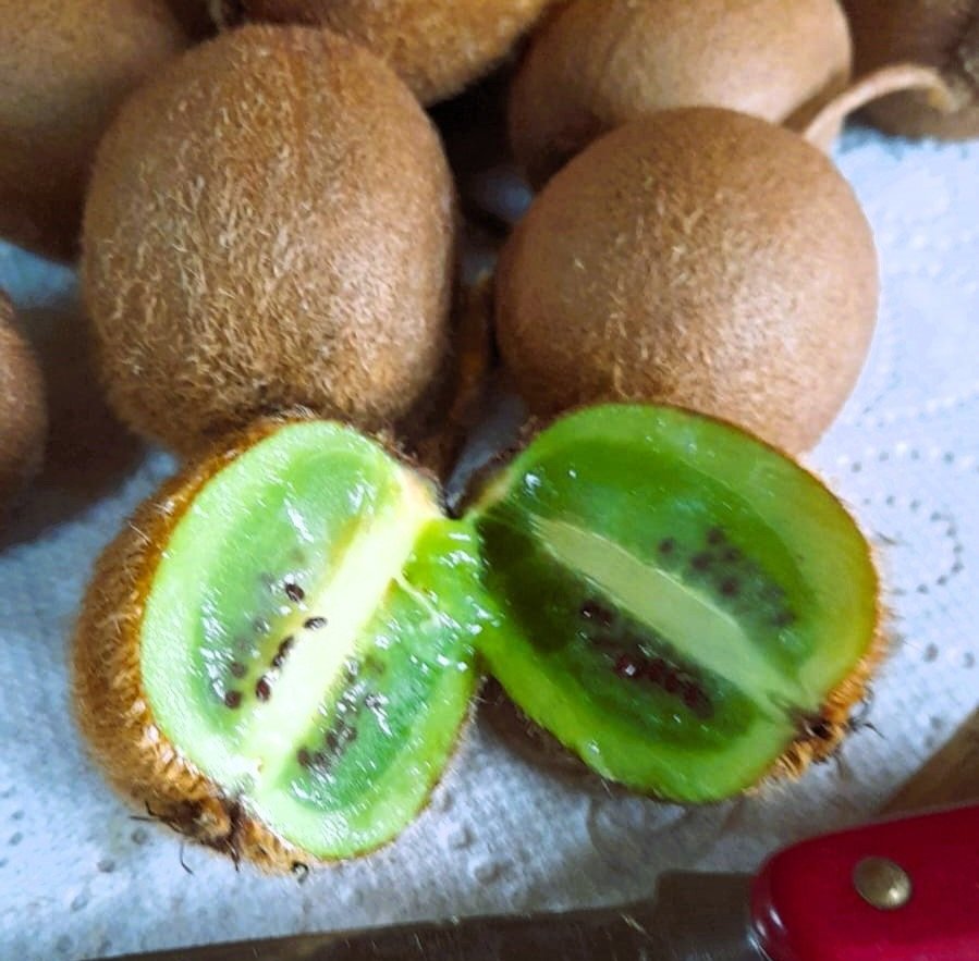 KIWI+fruit+cut+open.jpg