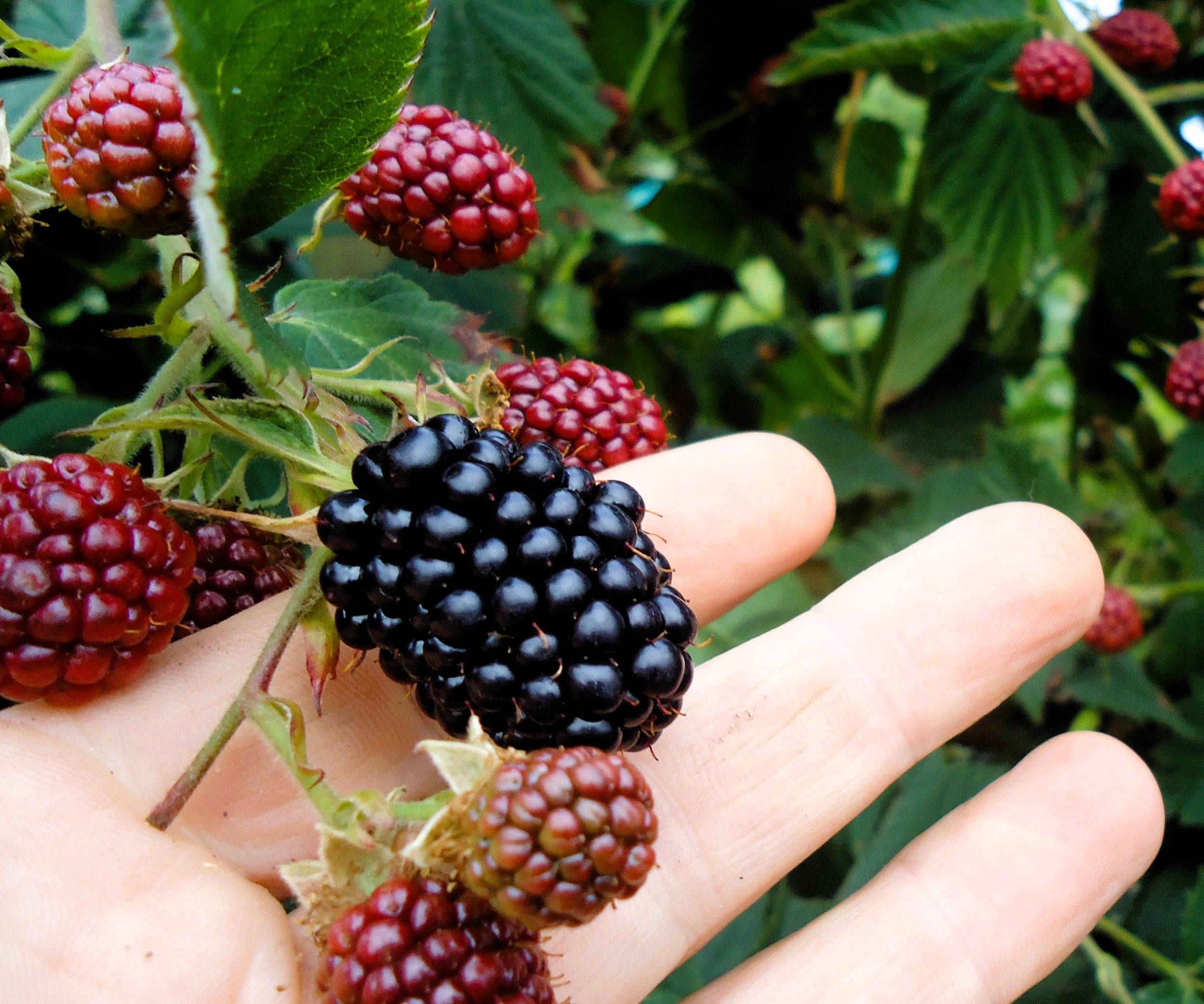 Blackberry Thornfree.jpg