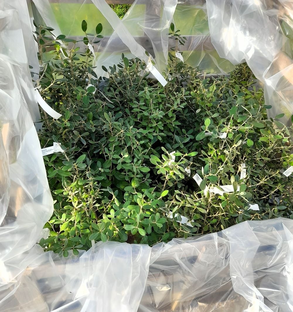 Olearia transversii: compacta