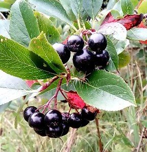 Black Chokeberry (Aronia melanocarpa)  'Hugin'
