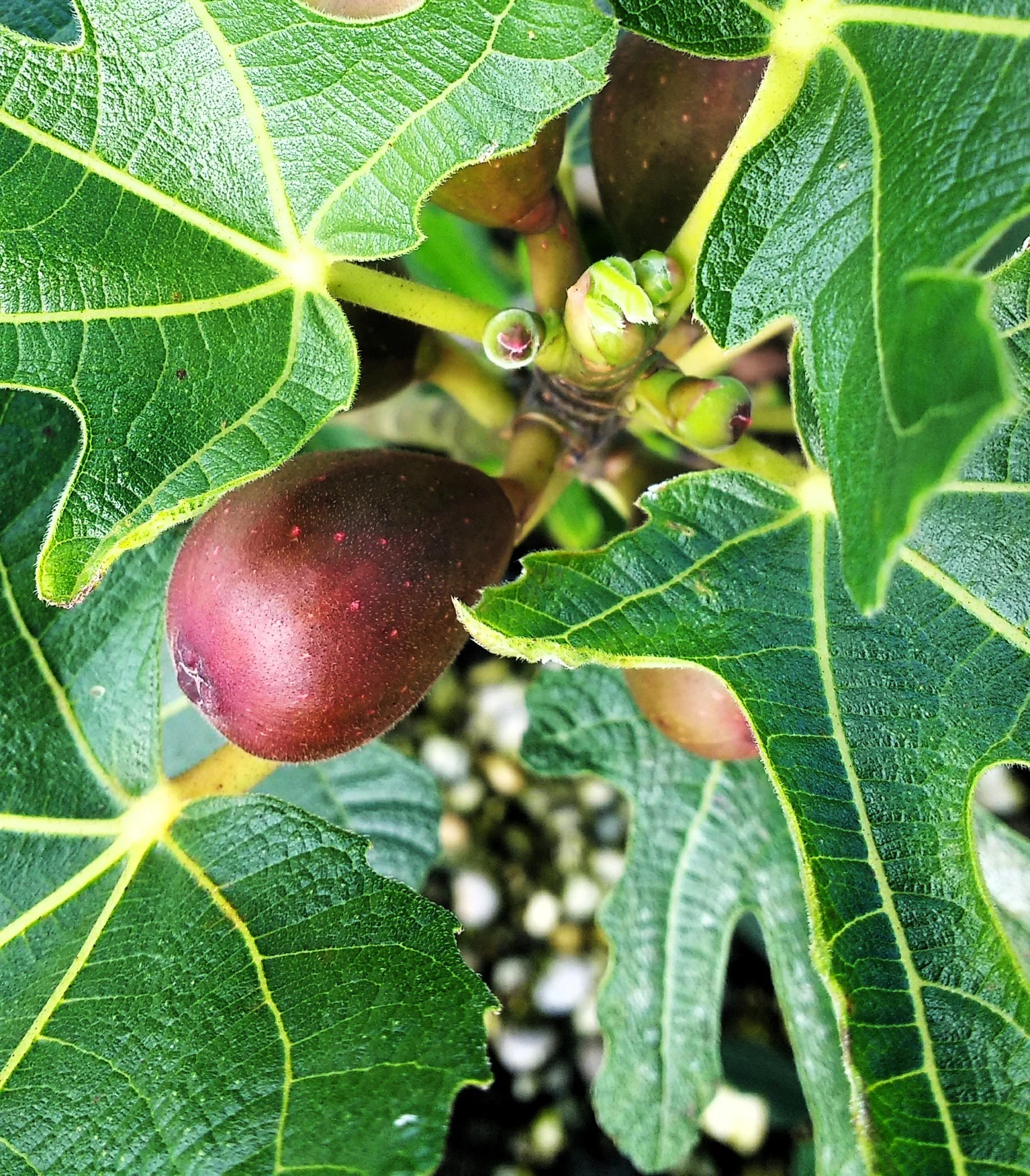 Fig Little Miss Figgy®edited.jpg