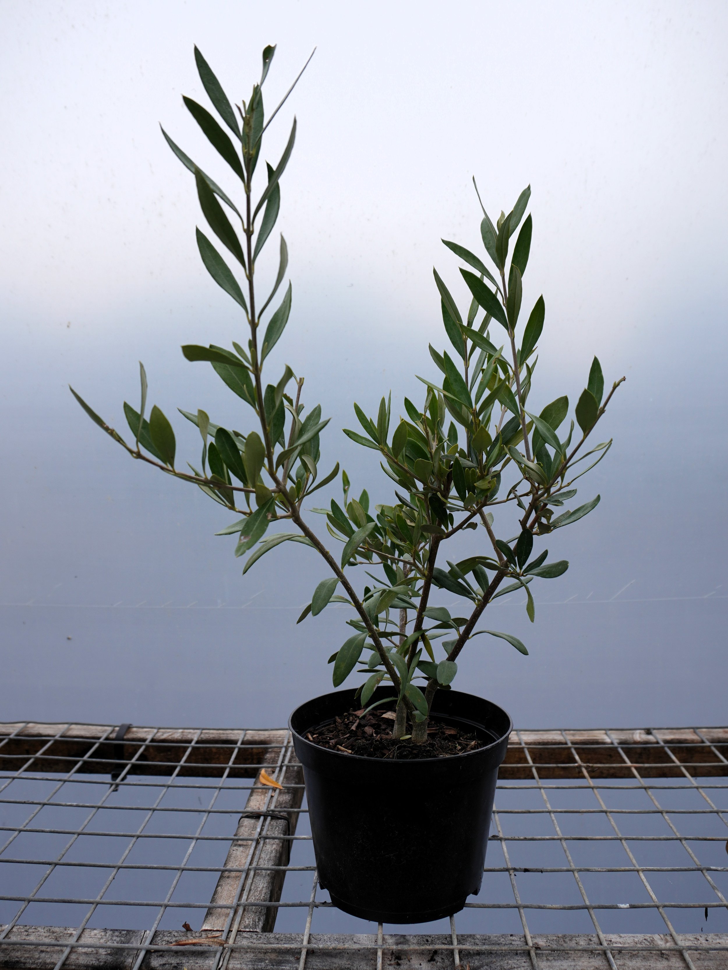 Olive (Olea europaea) fasigate