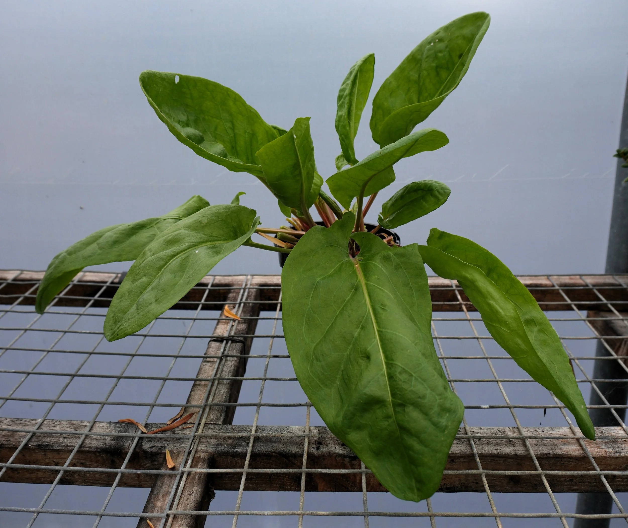 Sorrel Rumex scutatus (Large leaf French)