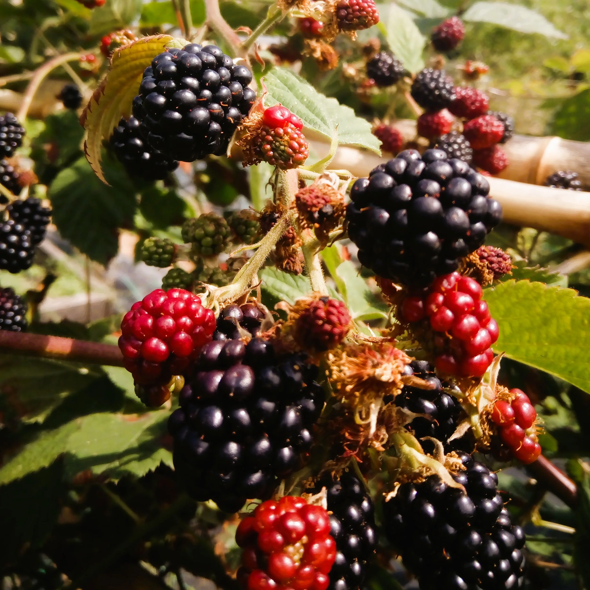 Blackberry Waldo (2).jpg