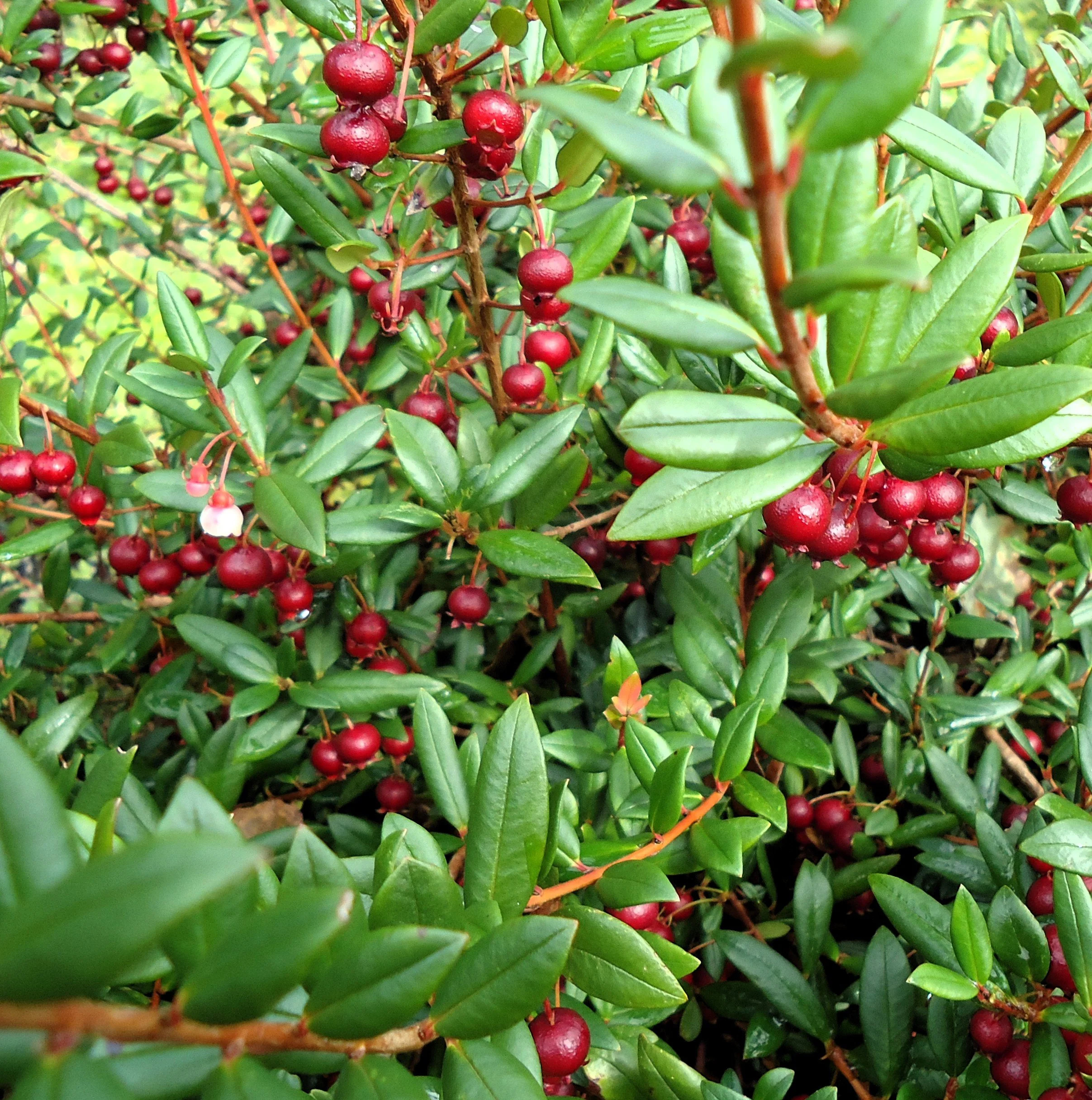 Chilean guava.jpg