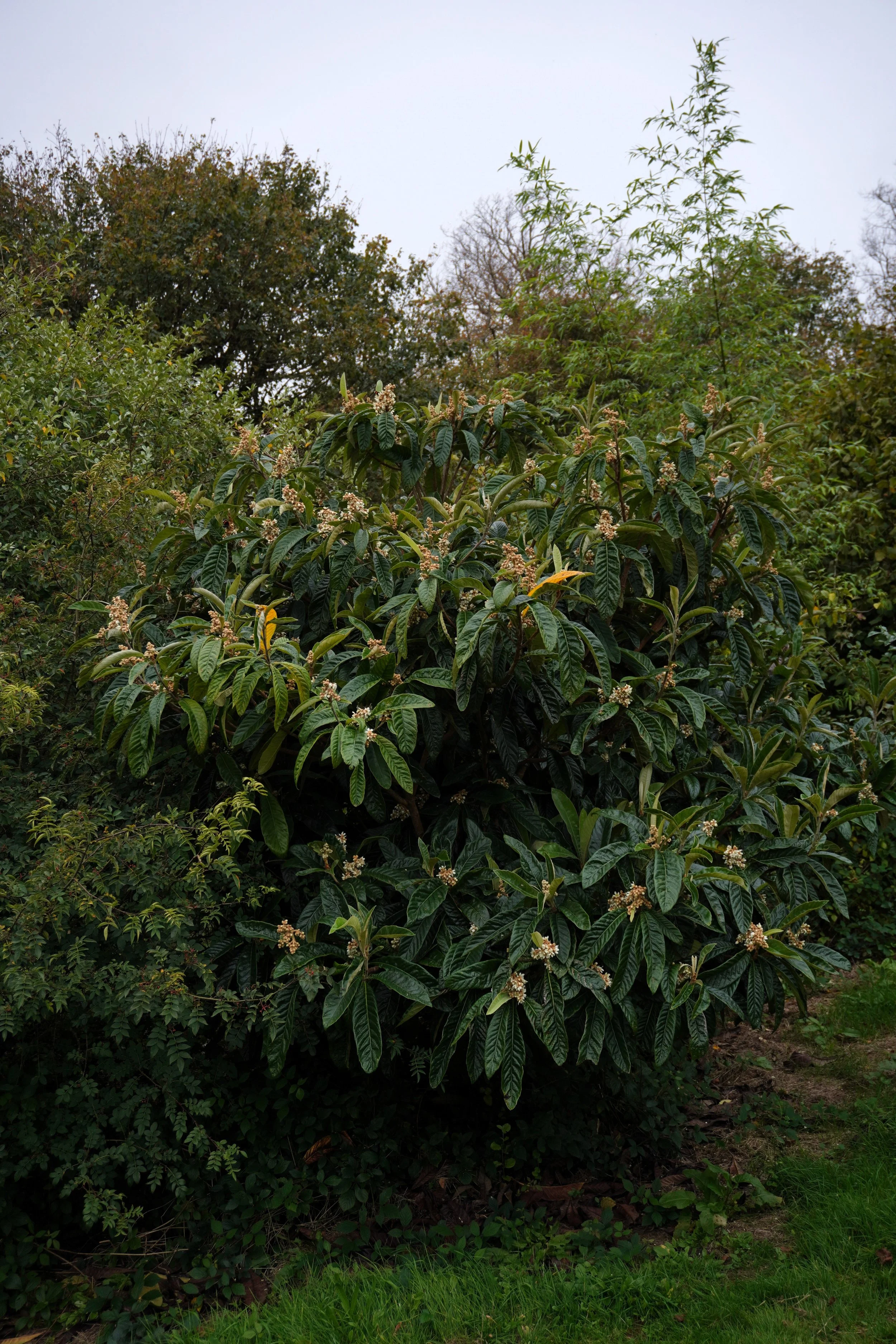 Eriobotrya japonica v2.jpg