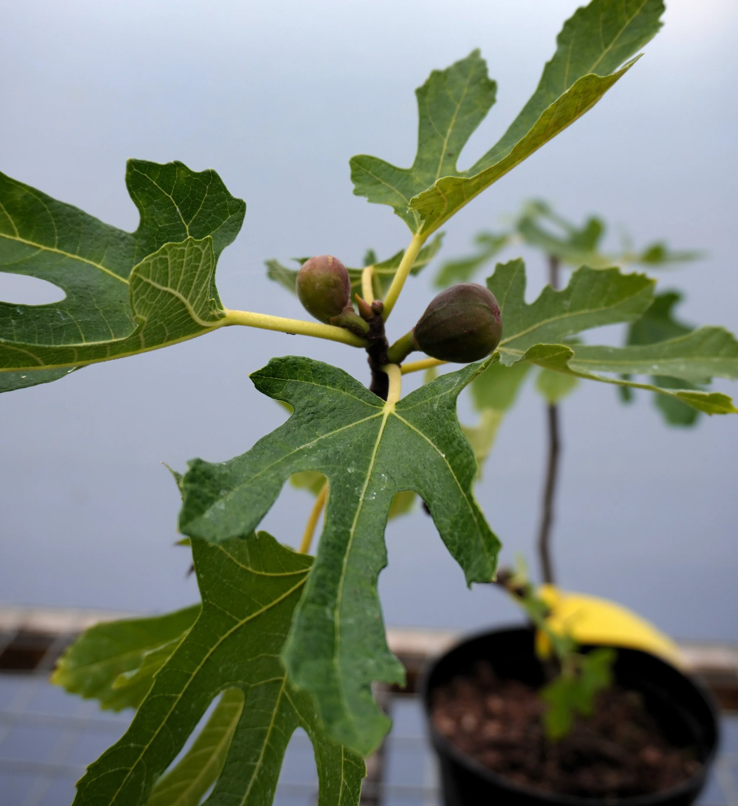 Fig Little Miss Figy.jpg
