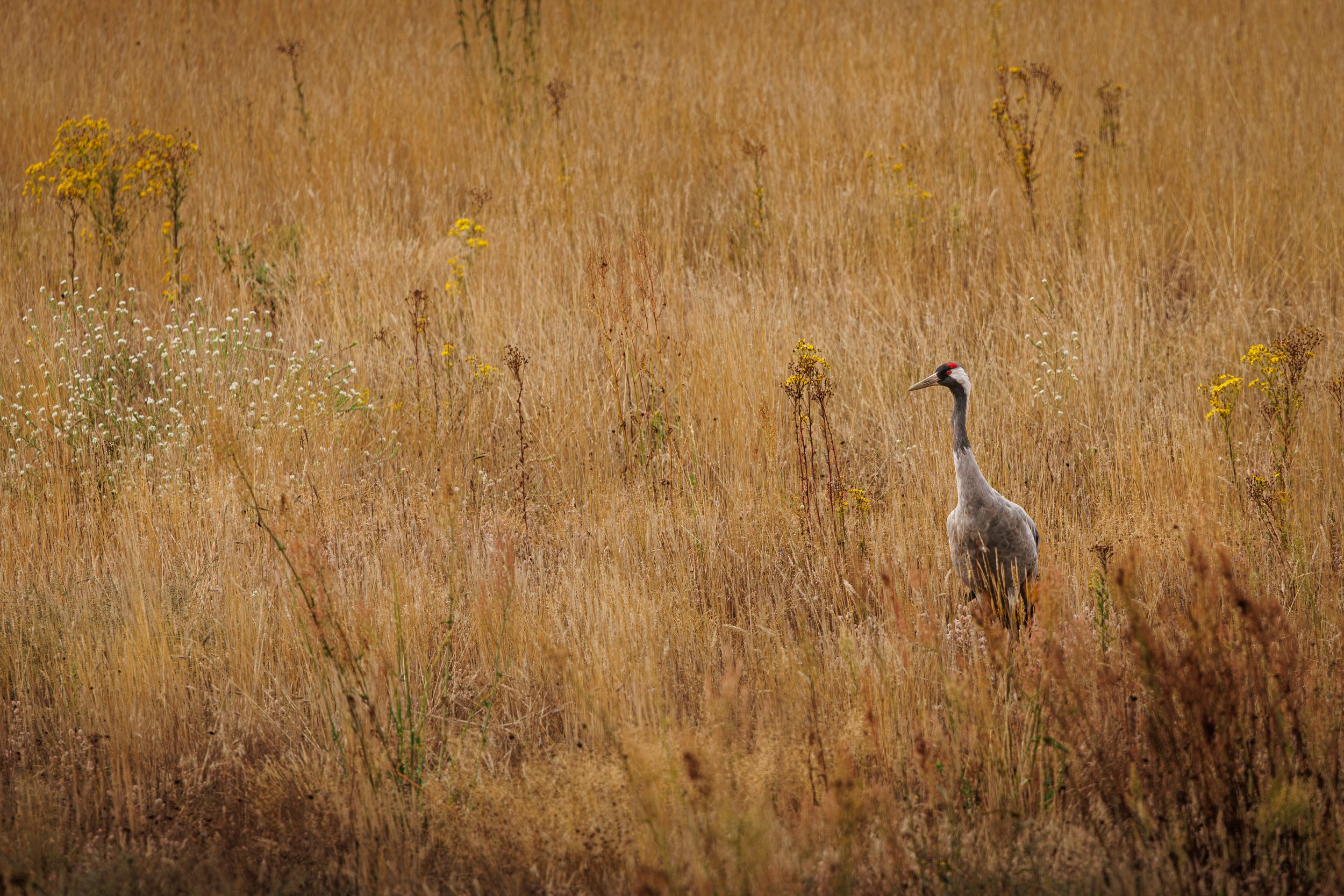 CR5_2733.jpg