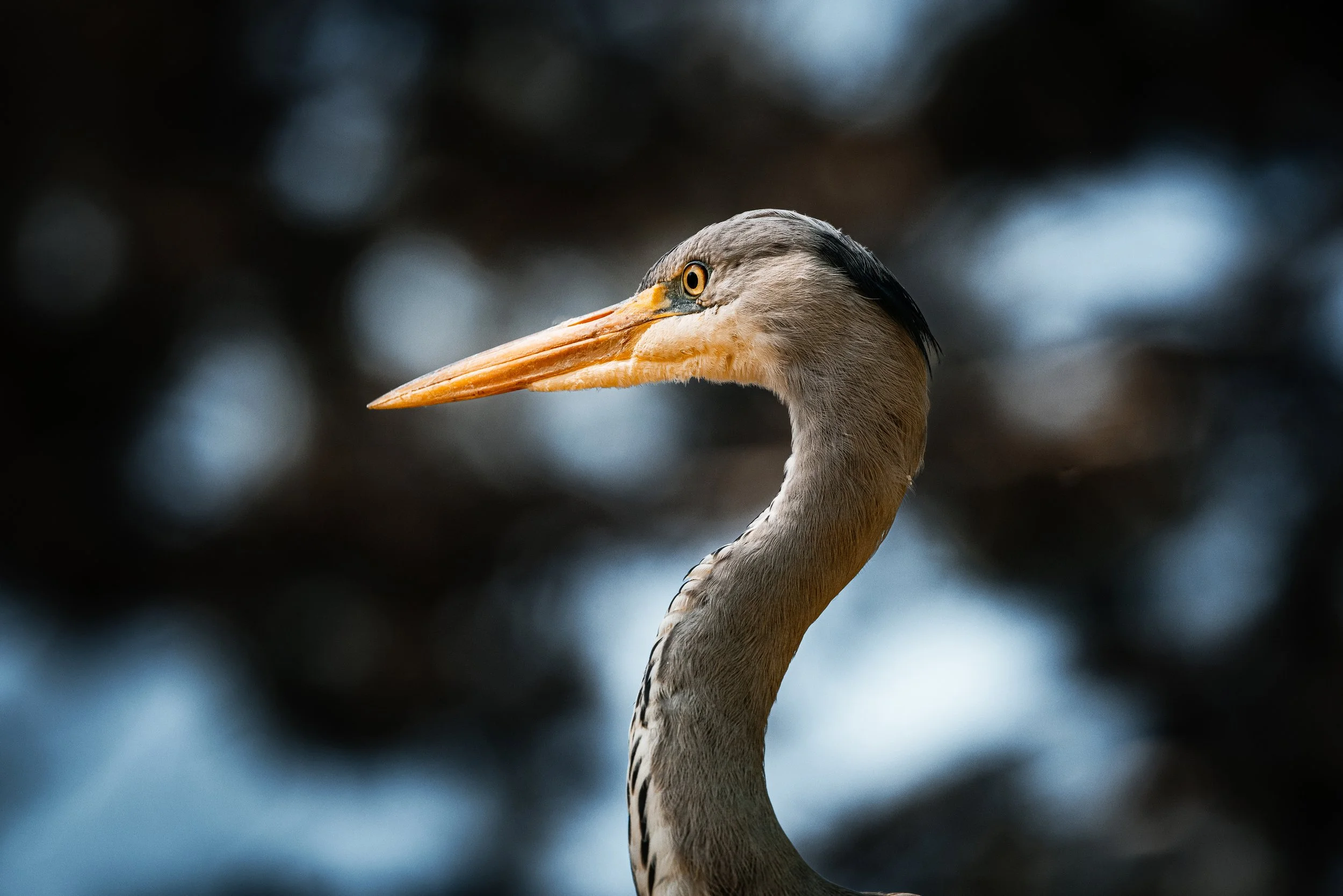 Birding