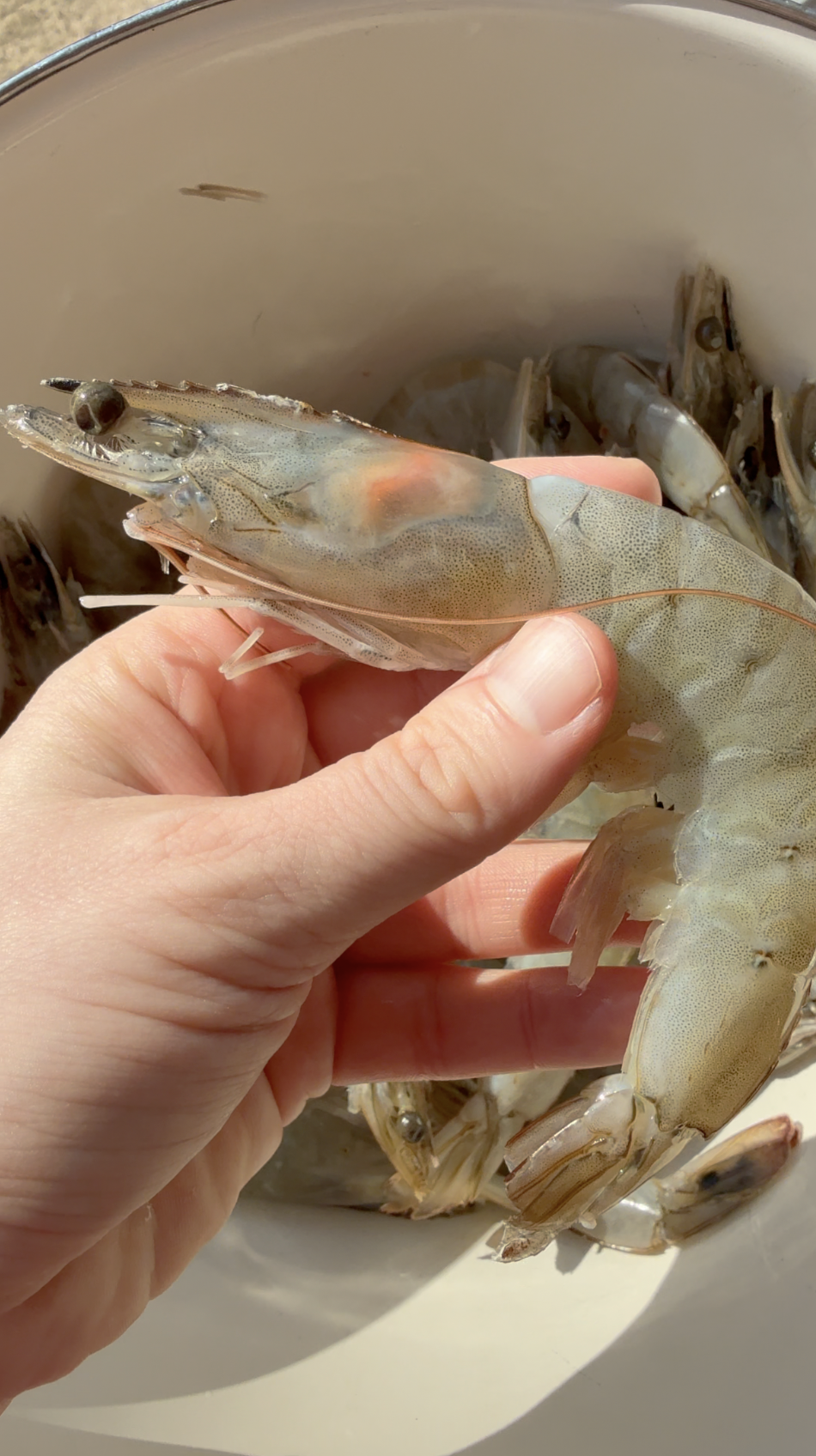 Screenshot 2026-02-16 at 5.07.53 PM.png