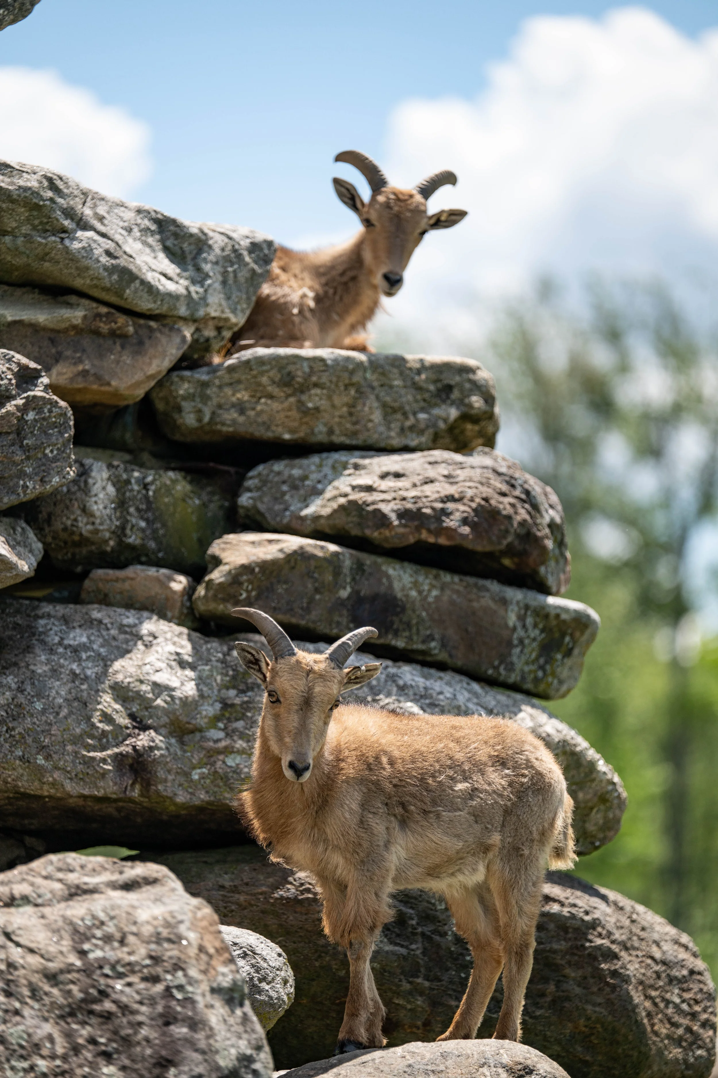20260607 Action wildlife-2.jpg