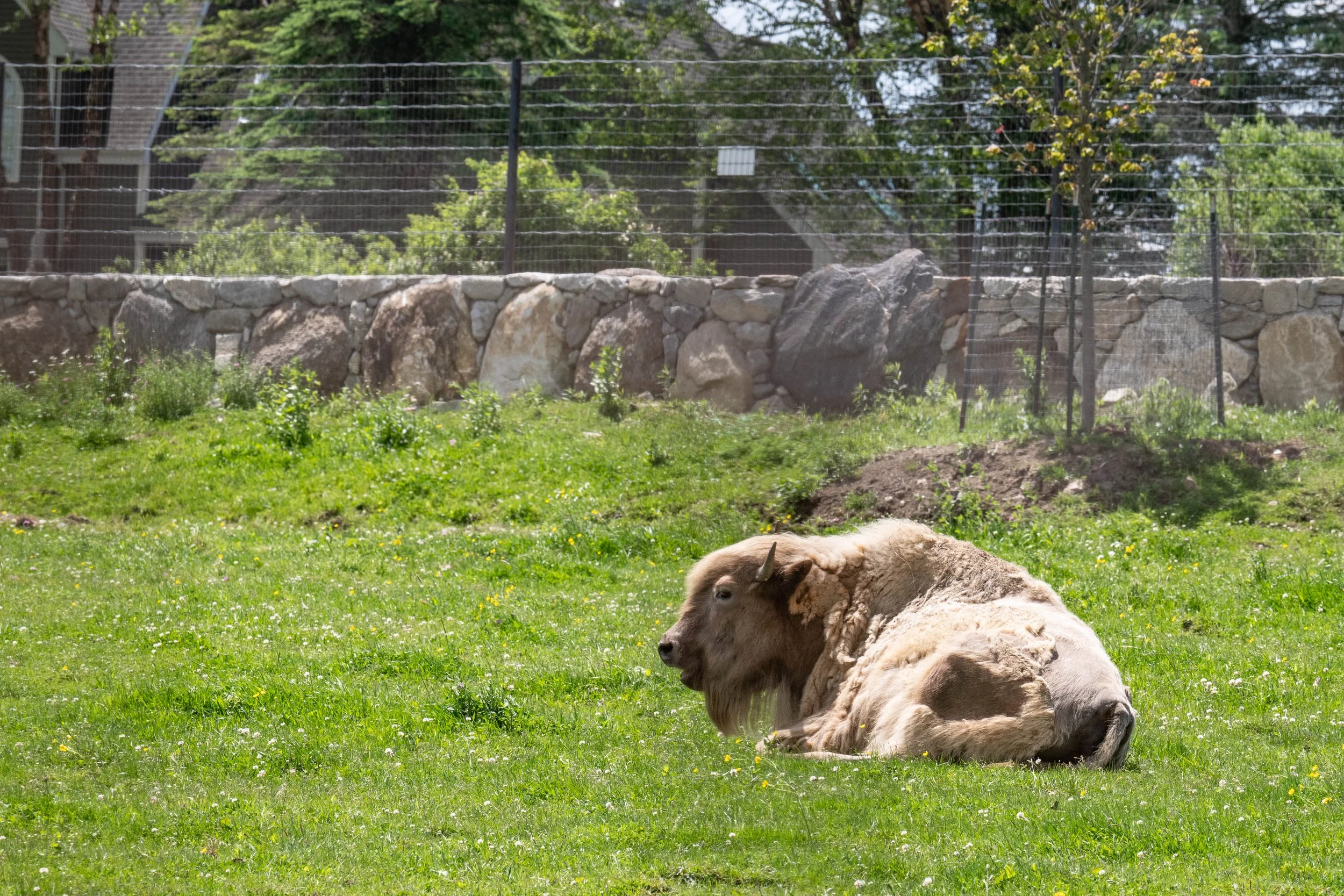 20260607 Action wildlife-3.jpg