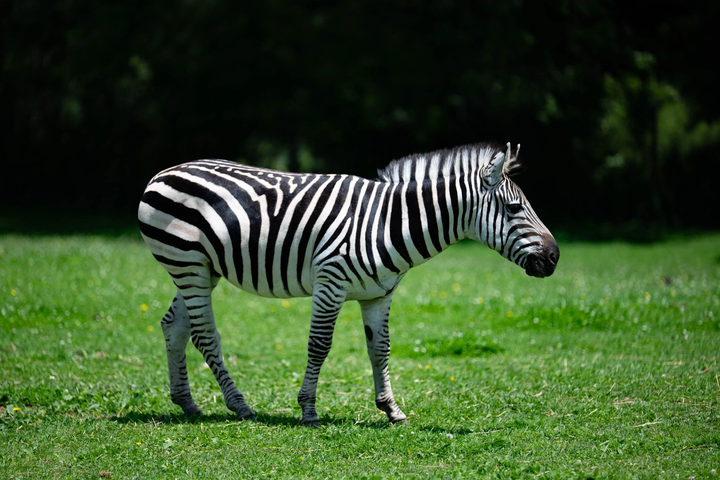 20260607 Action wildlife-6.jpg