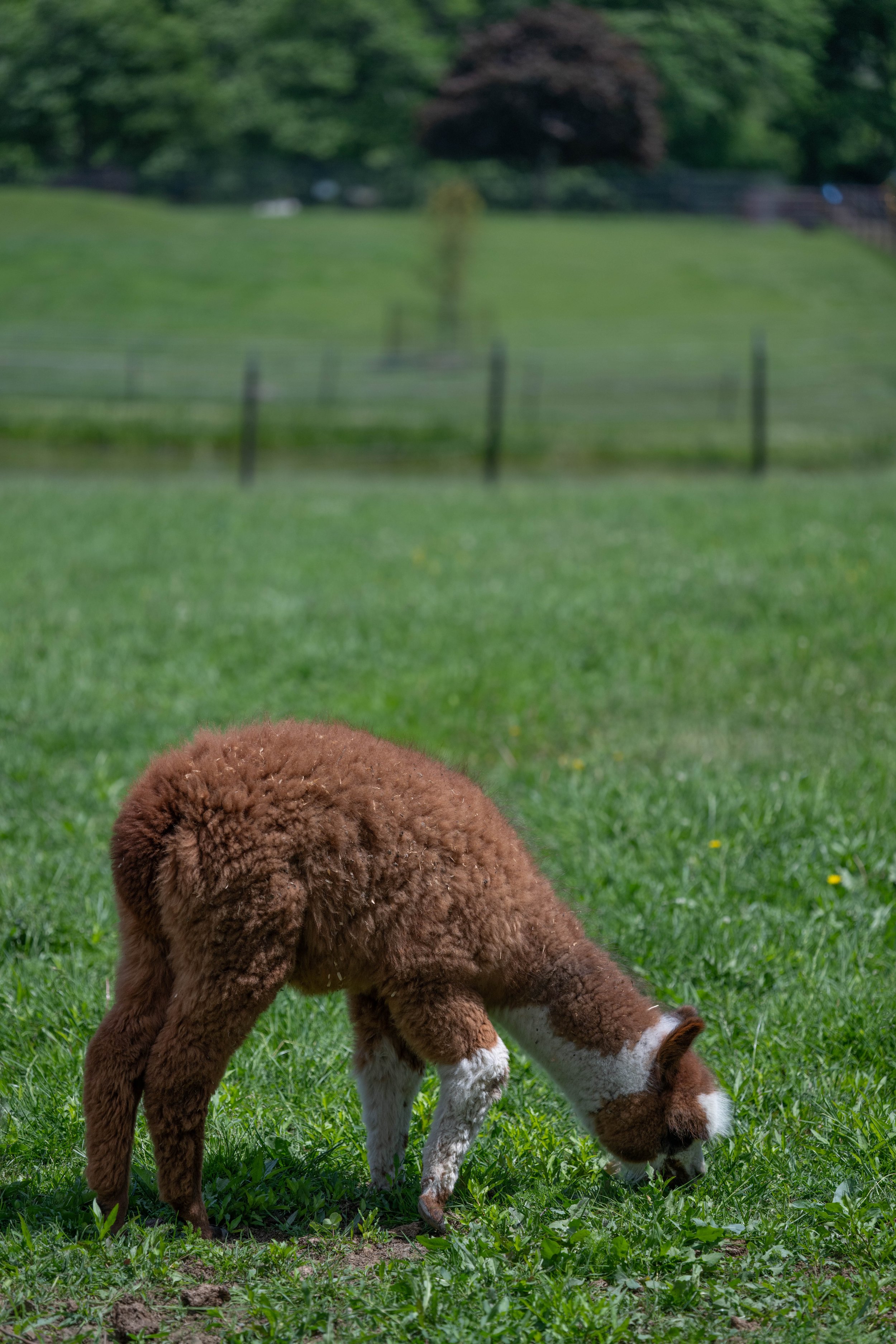 20260607 Action wildlife-7.jpg