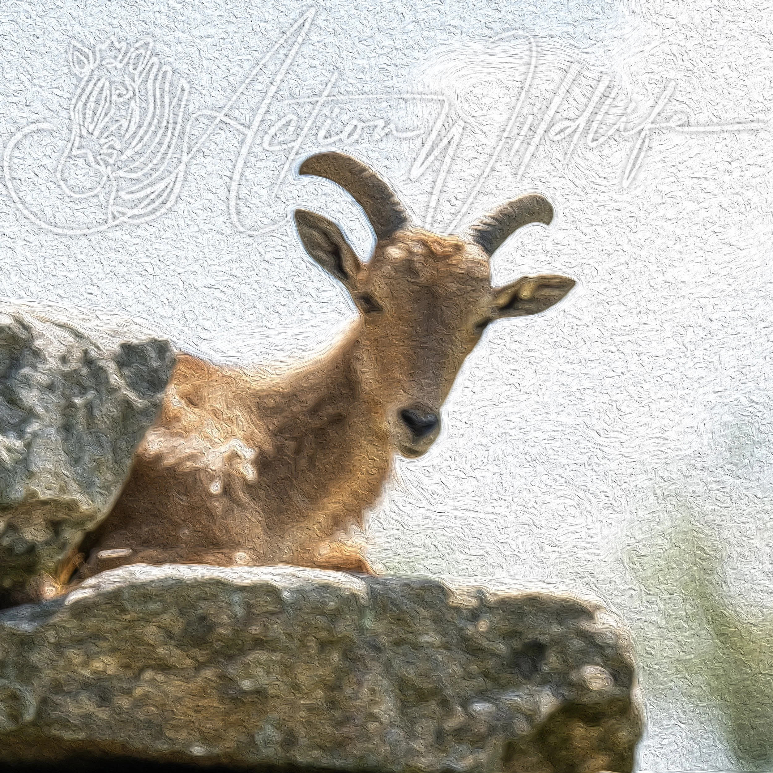 Action Wildlife