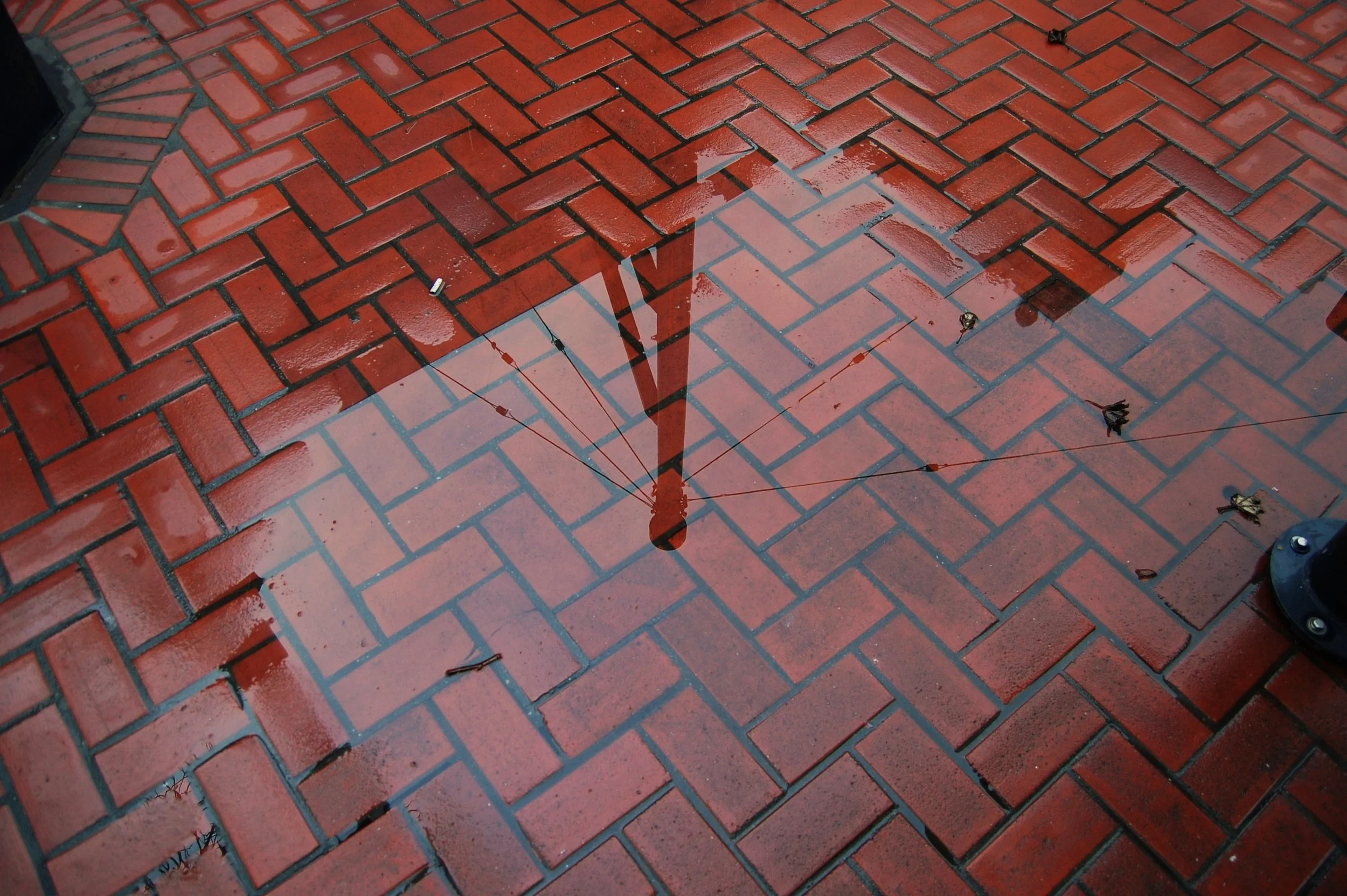 Red brick sidewalk with a puddle of water reflecting a streetlight or traffic signal, surrounded by small fallen leaves and twigs.