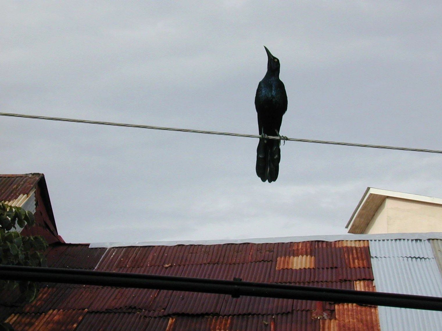 A black bird perched on a power line above rooftops with a cloudy sky in the background.