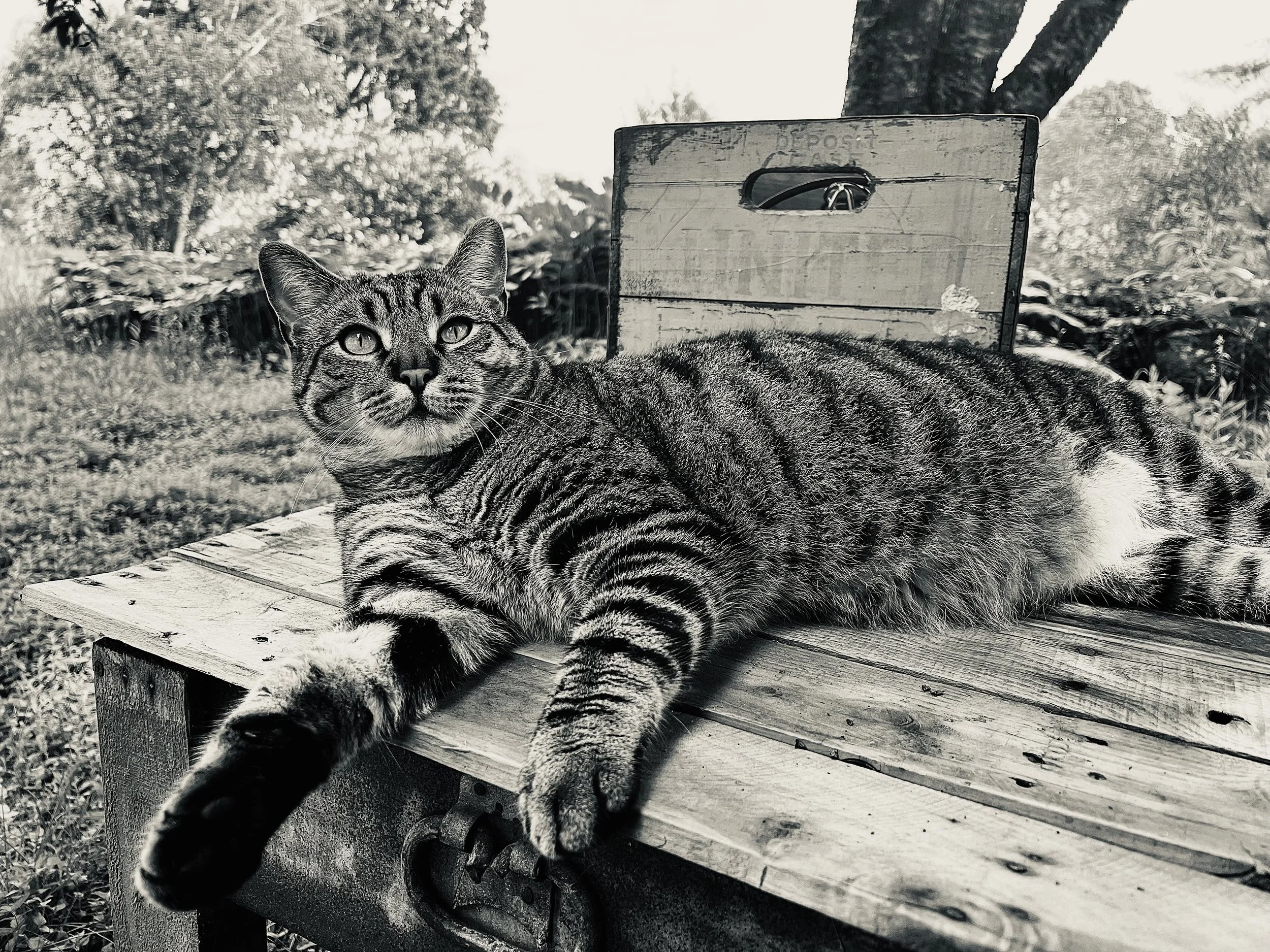 A tabby cat lying on a wooden picnic table outdoors in a park or garden setting, with a wooden box or container behind it and trees in the background, all in black and white.