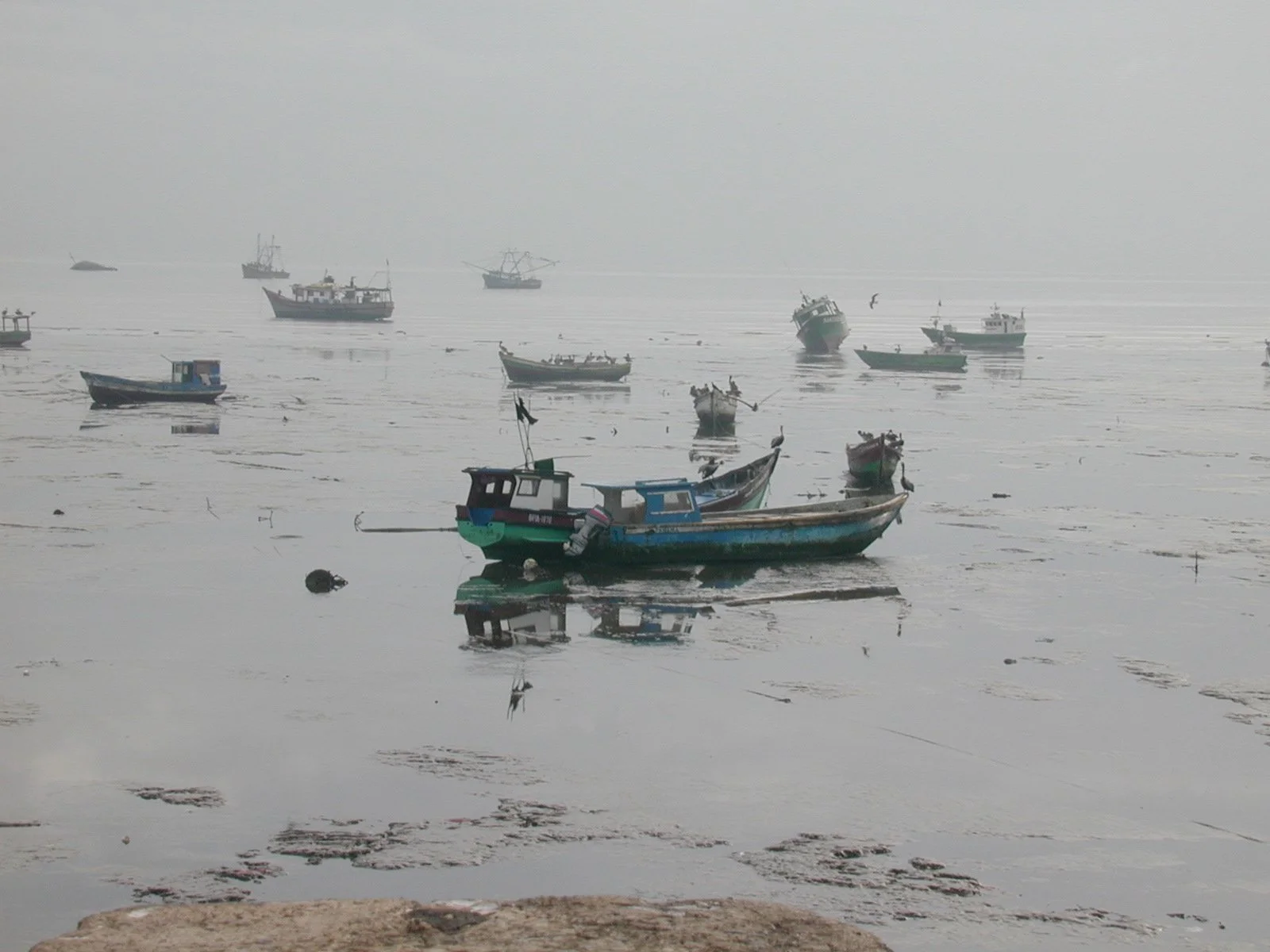 Multiple boats floating in a foggy or hazy sea near the shore, with some seagulls flying overhead.