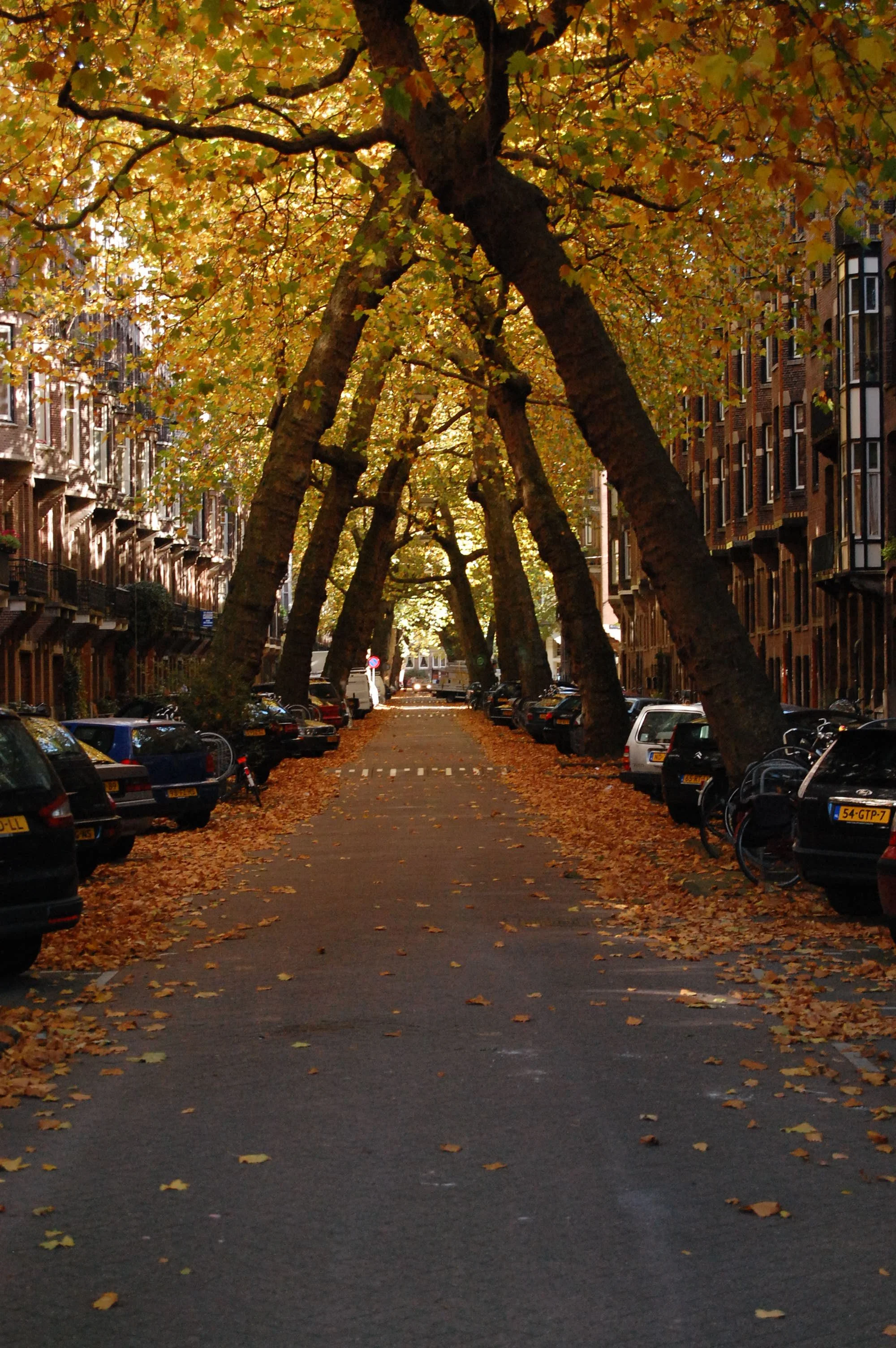 A street scene lined with trees with yellow and orange fall leaves, parked cars, and residential buildings on either side.