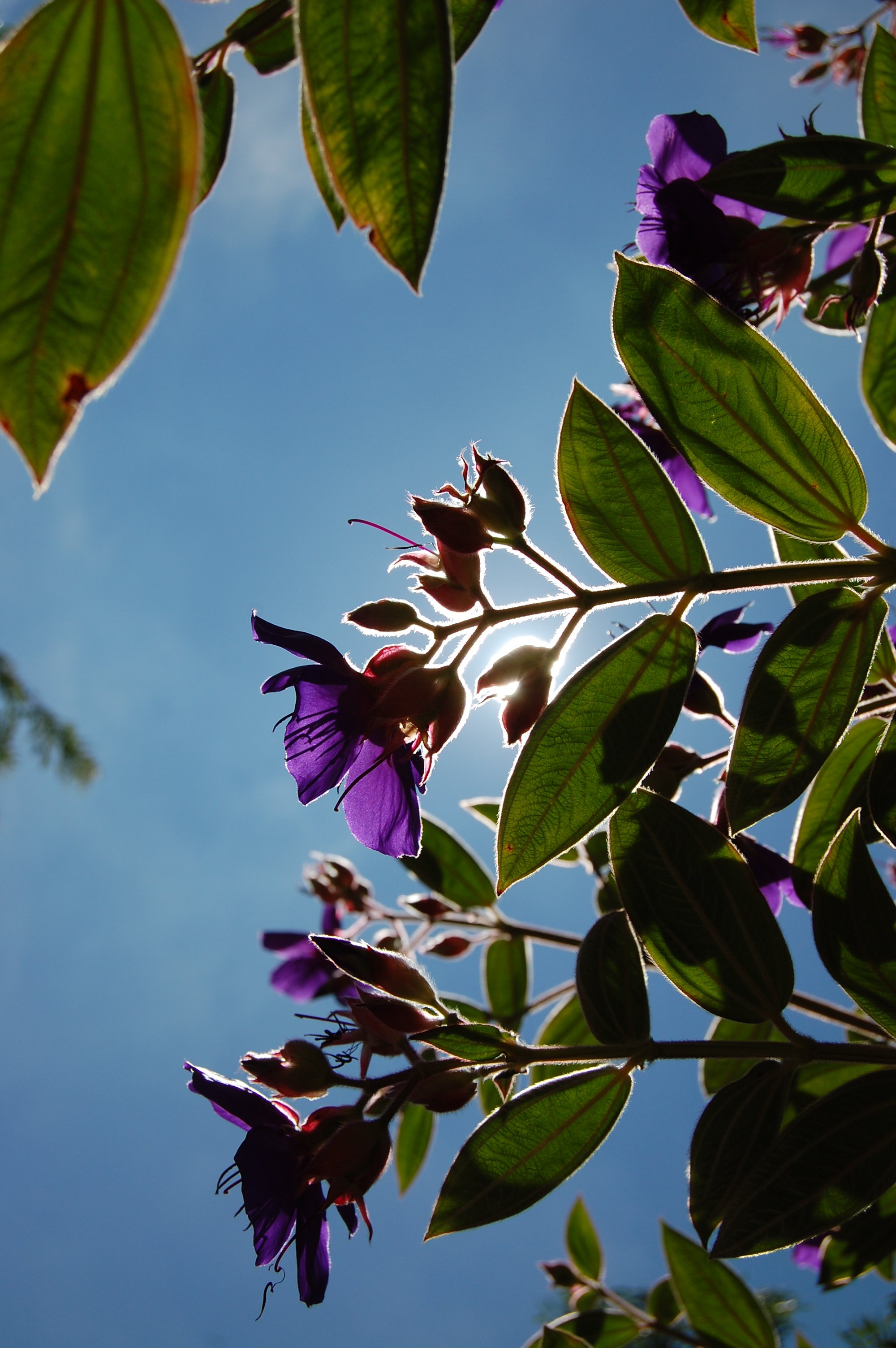 Purple flowers with green leaves against a blue sky.
