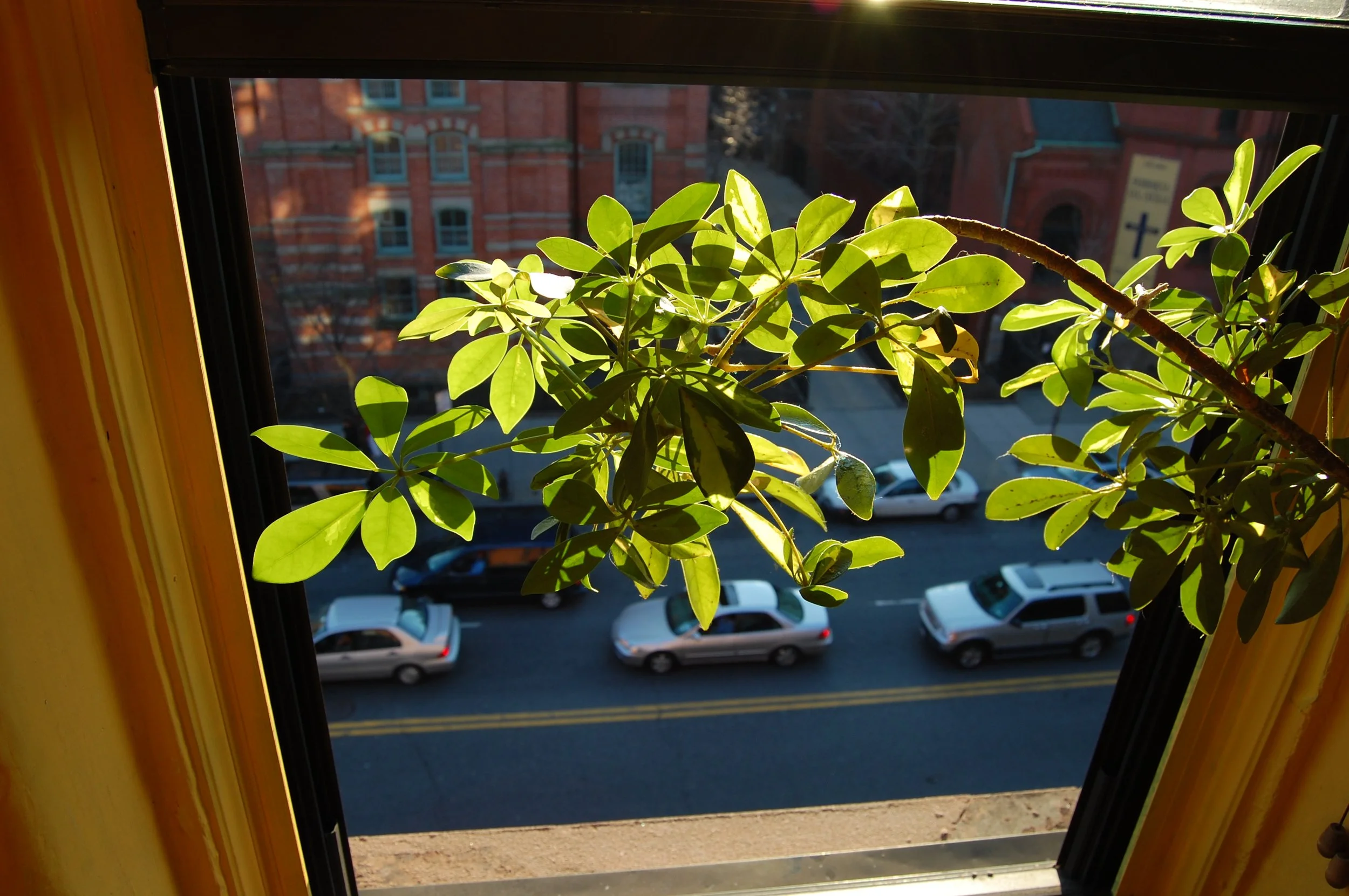 A view through a window with a plant in the foreground, showing parked cars on the street and a brick building in the background.