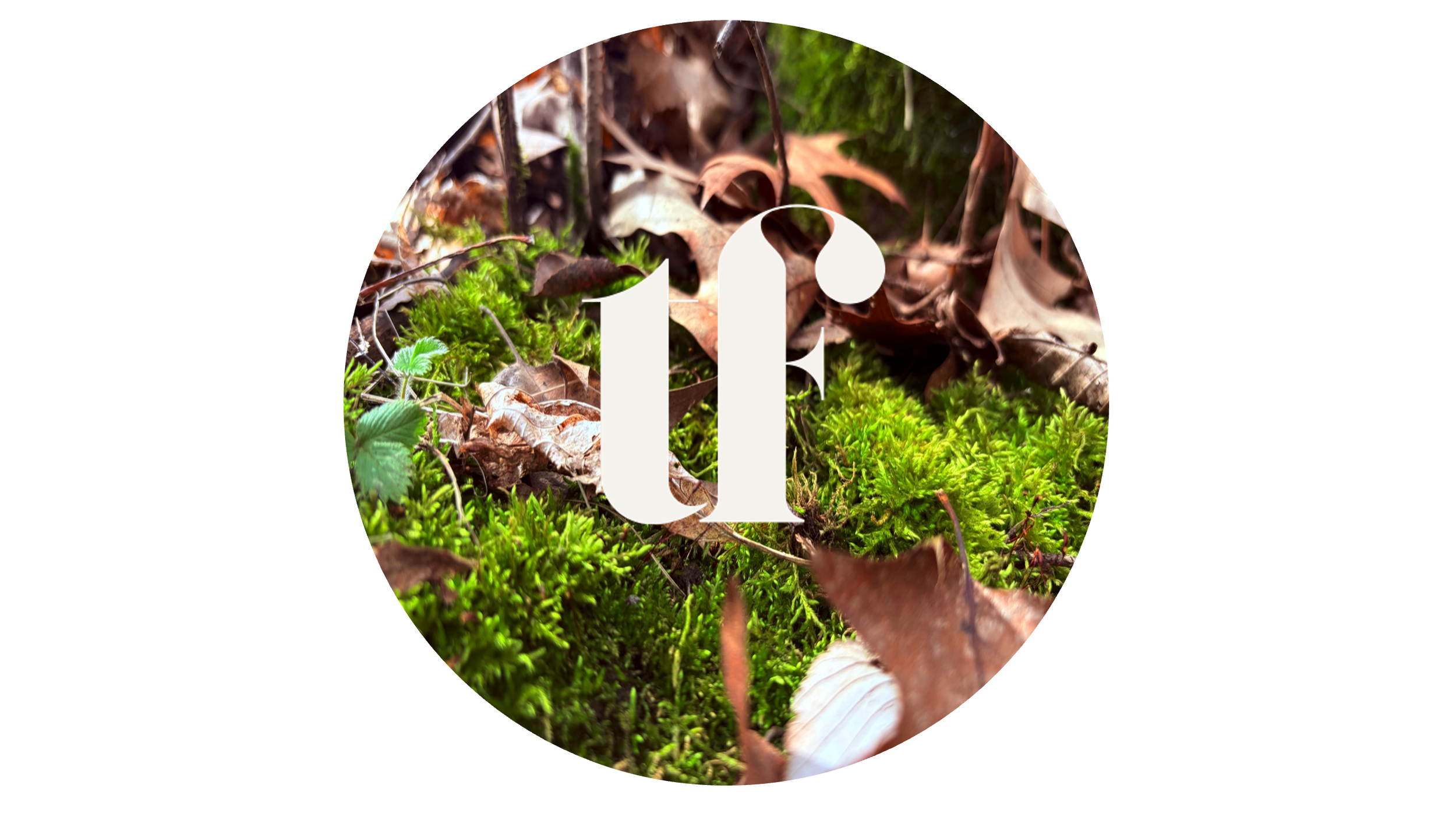 Welcome to Tiny Forest Collective