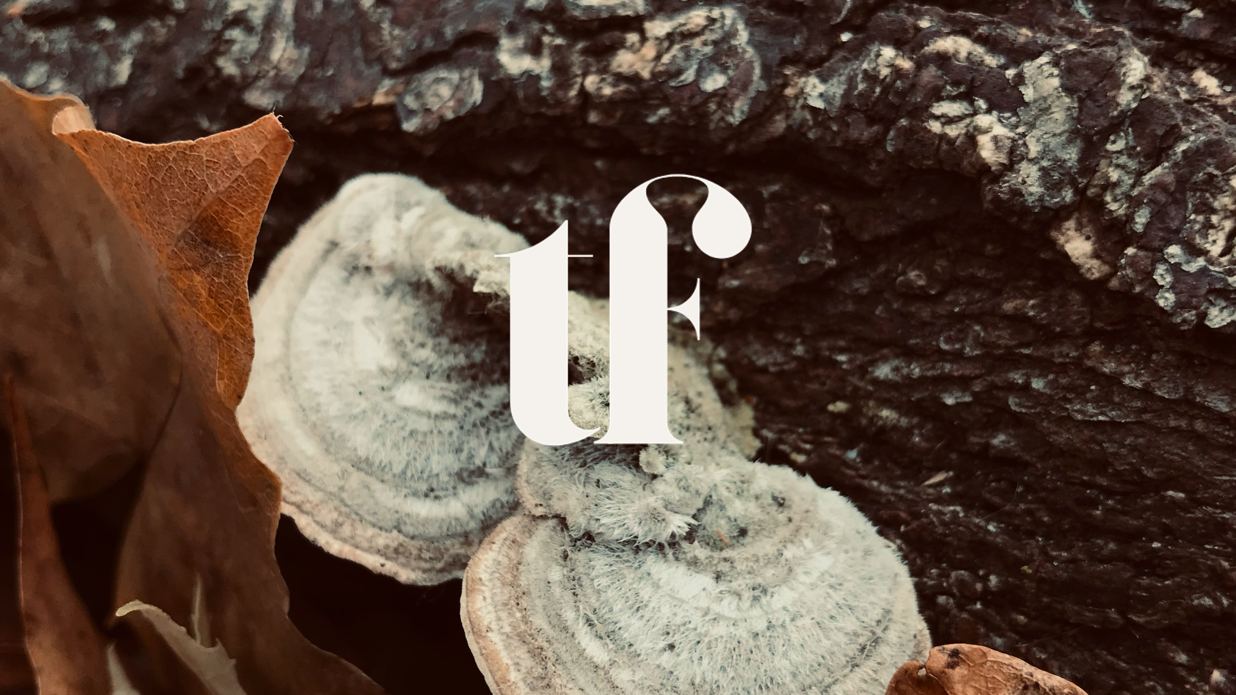 Composting Ideas: How Organizations Turn Old Thinking into New Innovation