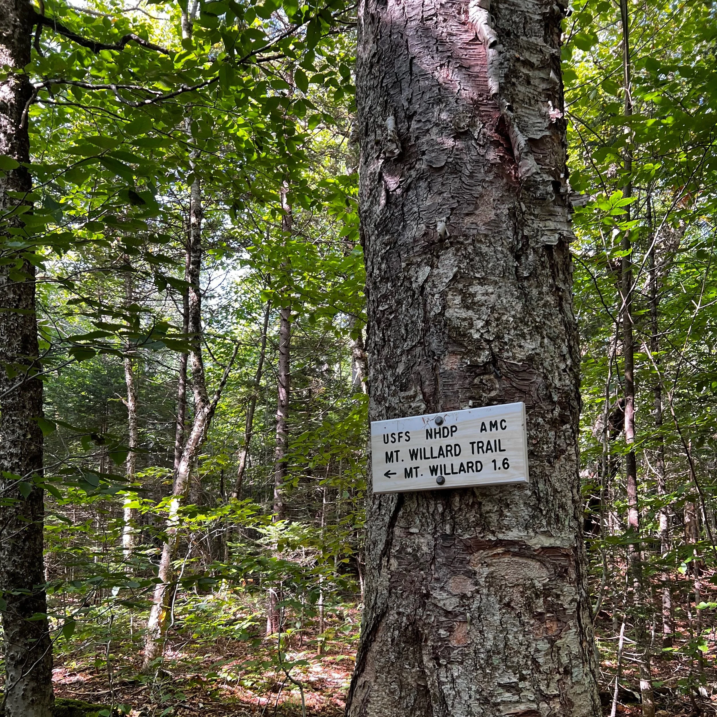 Mount Willard