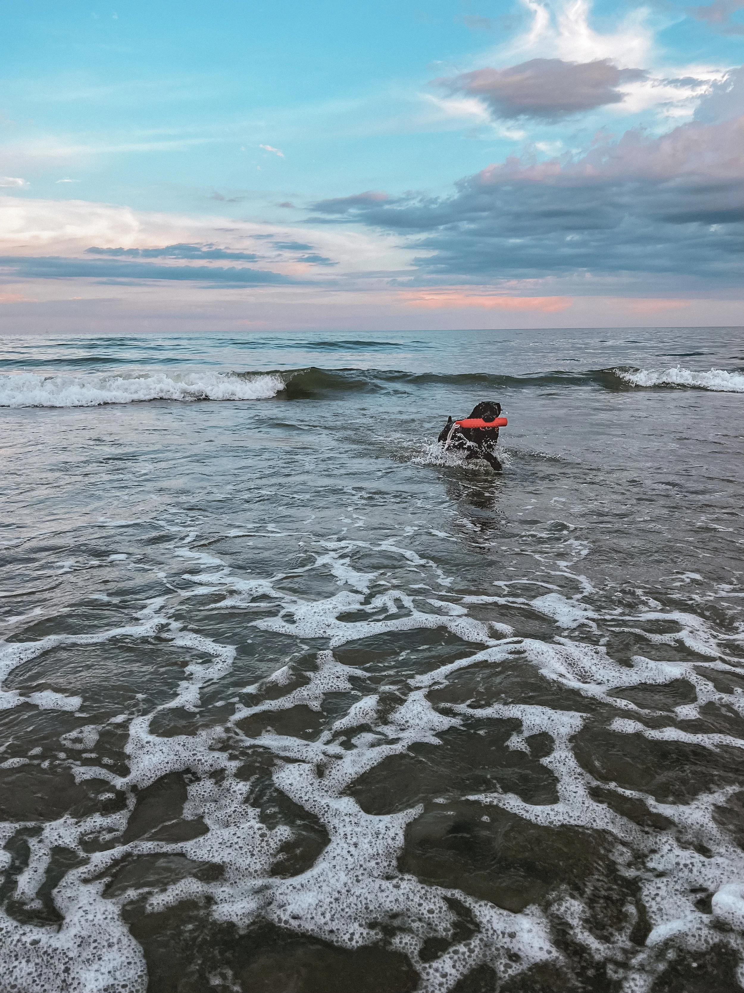 Wellie on Folly Beach