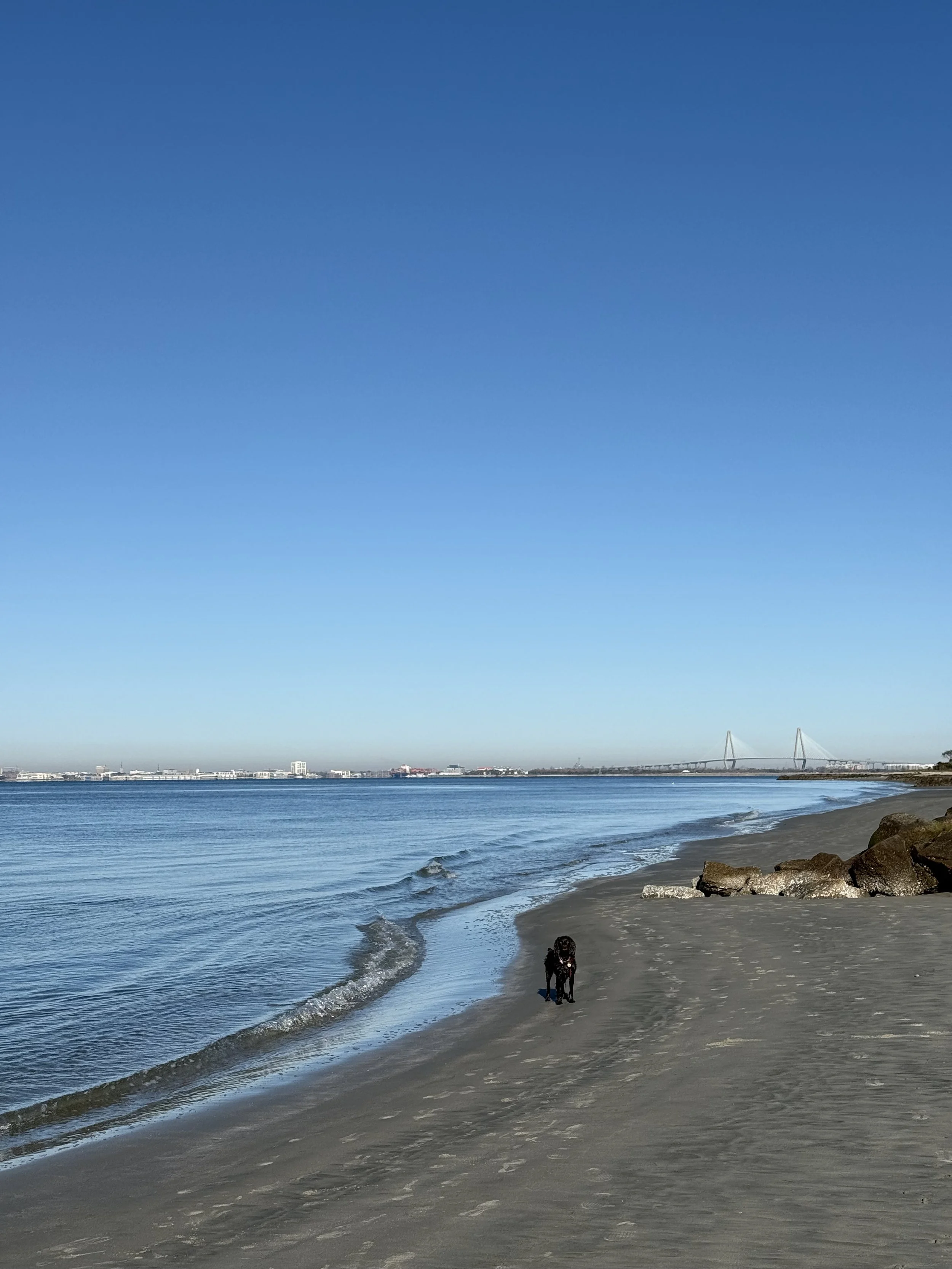 Wellie exploring Sullivans Island!