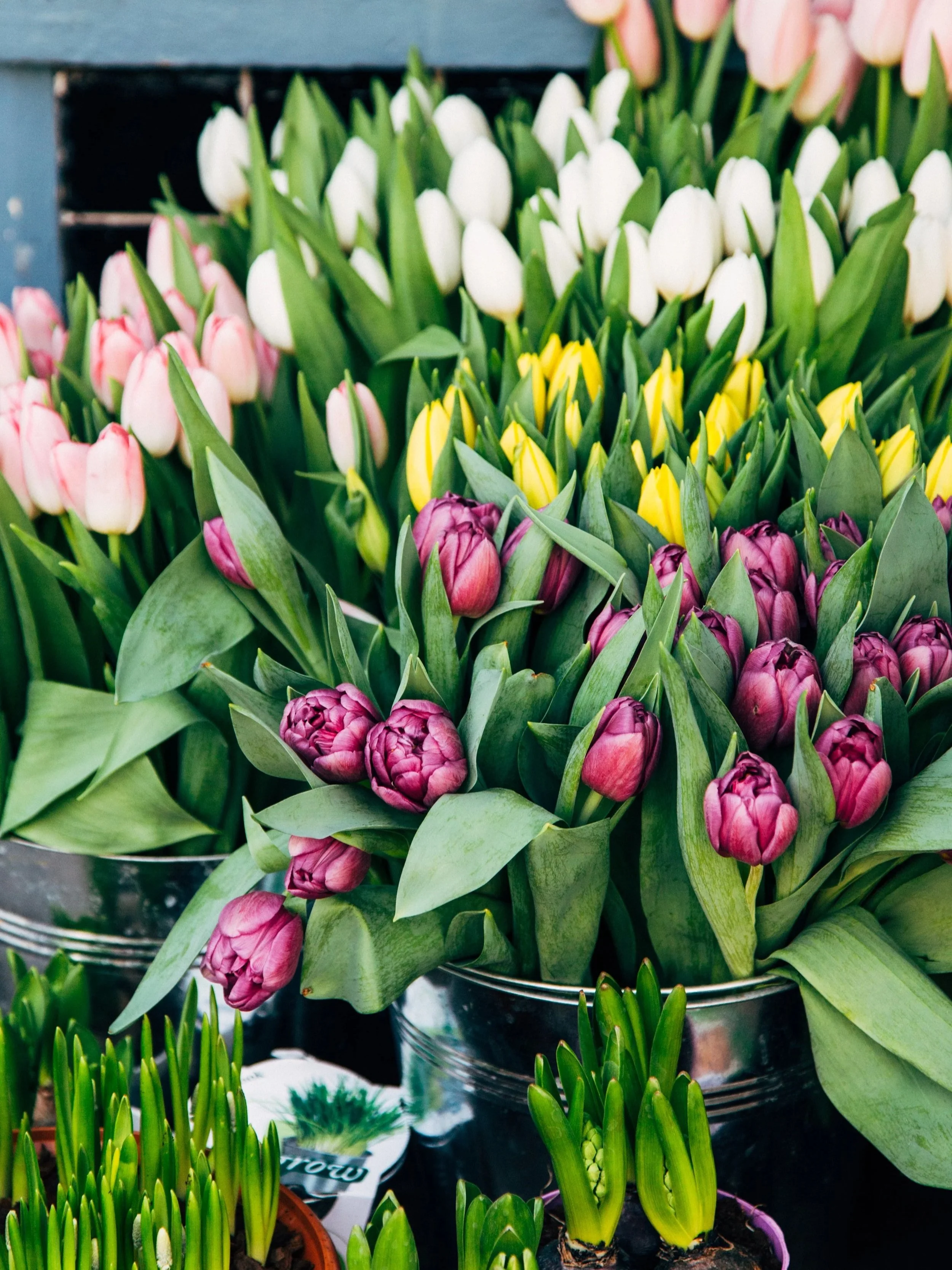 Various colorful tulips in a flower shop display, including pink, white, yellow, and purple varieties.