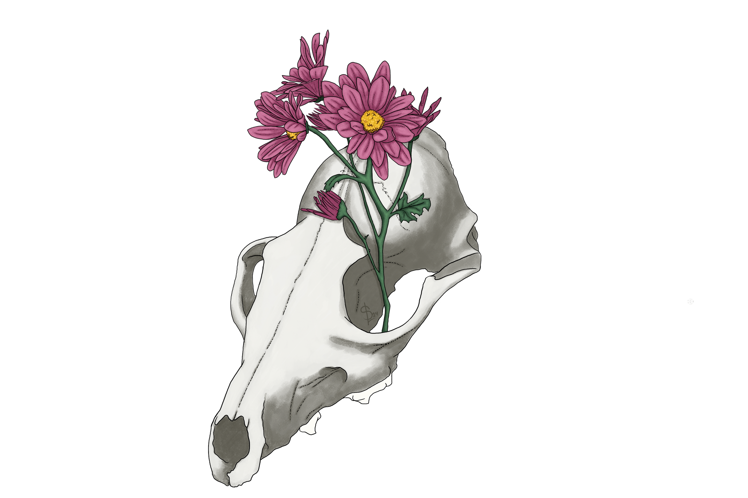 A detailed illustration of an animal skull with a bunch of pink flowers growing through it.