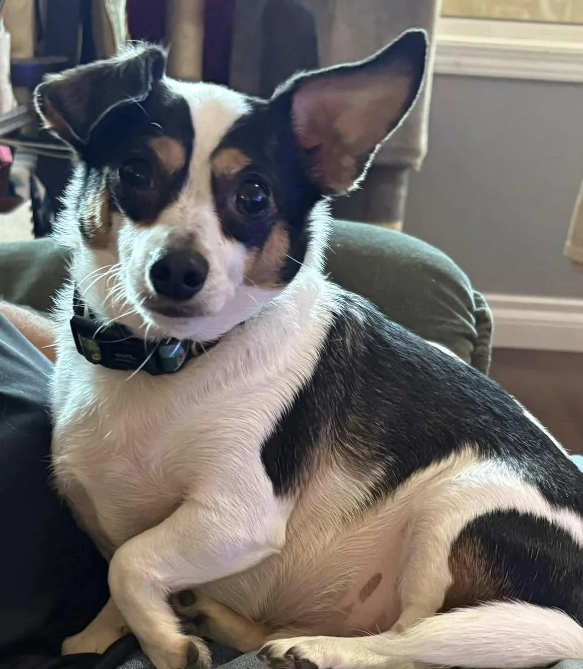 Beau