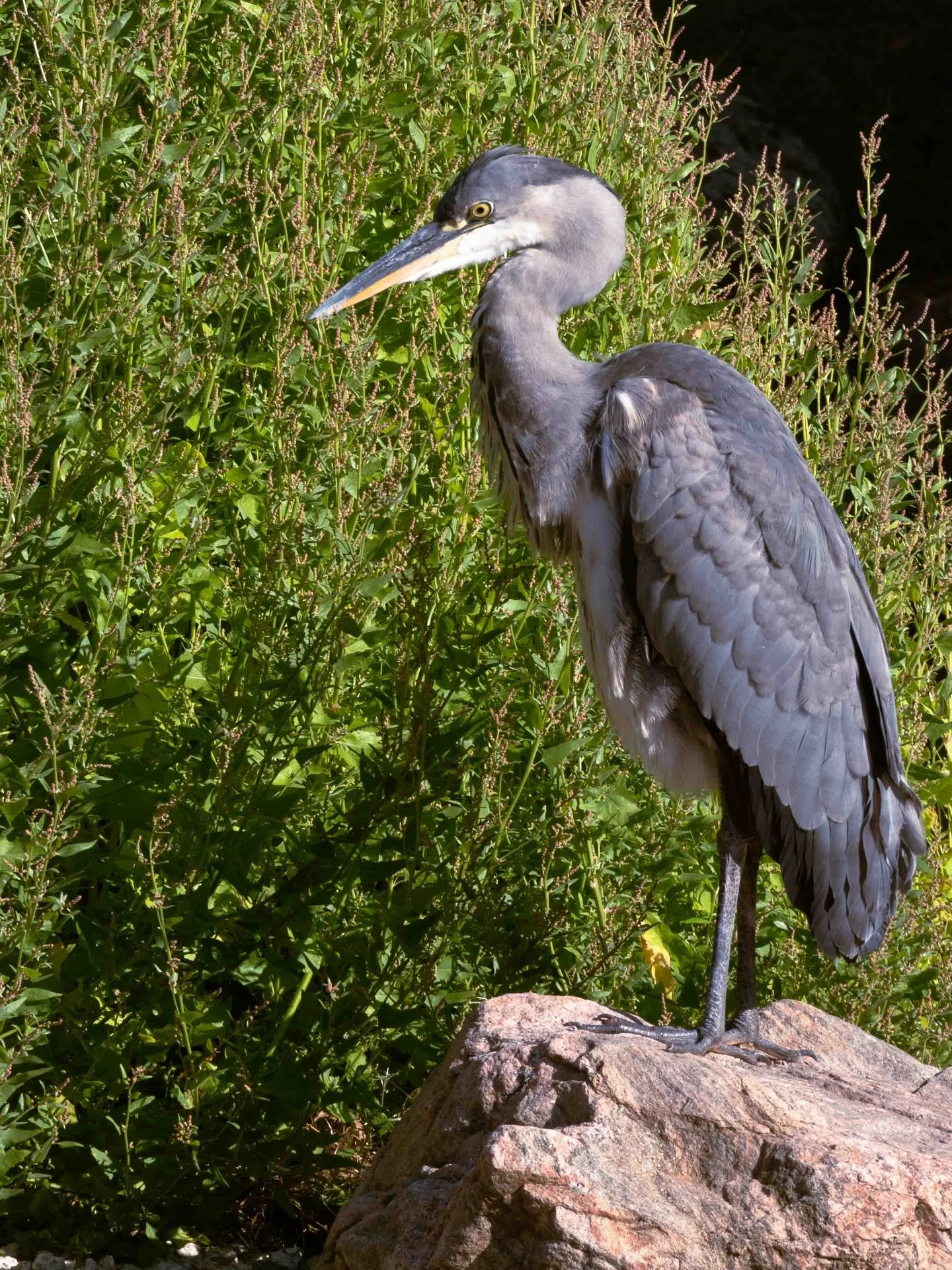 The Heron (but no boy)
Holland Park, London, August 2025
DumboTeixeira&copy;

#StreetPhotography #LondonInFocus