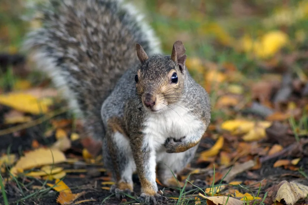 NJ_Gray_Squirrel_in_Leaves_Fabian_Schreiber-scaled.png