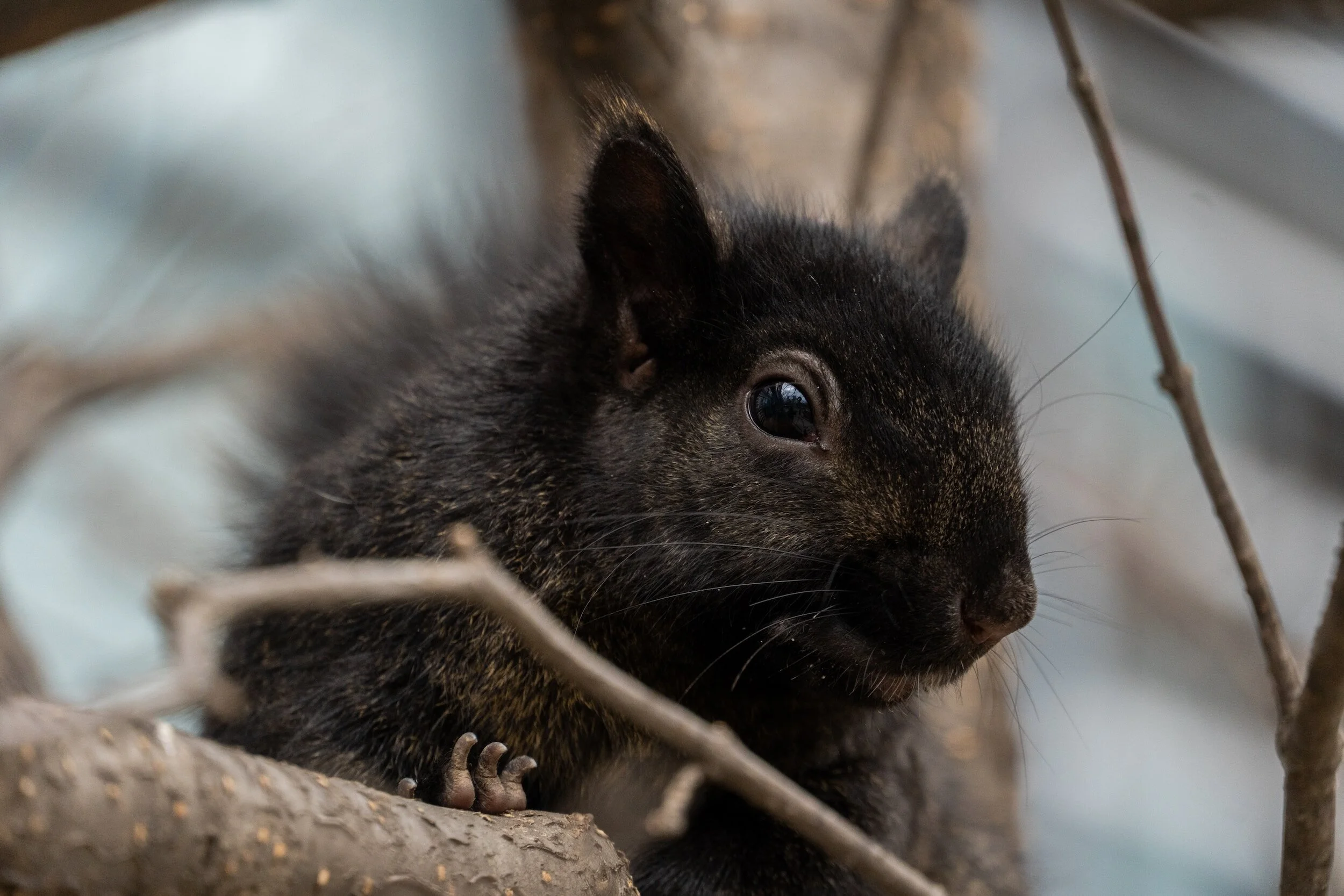 High School Lesson/AP - Evolutionary advantage of the Eastern Gray Squirrel