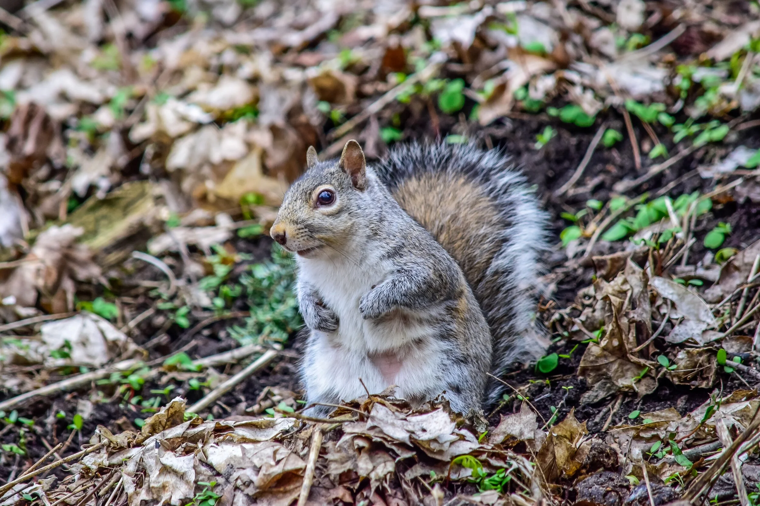 Elementary School Lessons - A mini-unit using citizen science to teach  survival and genetics at the elementary level