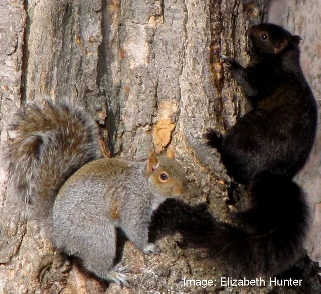 The Squirrels — SquirrelMapper