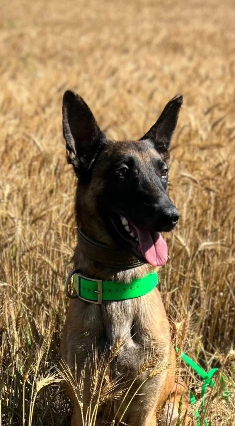 Groot livefind certified