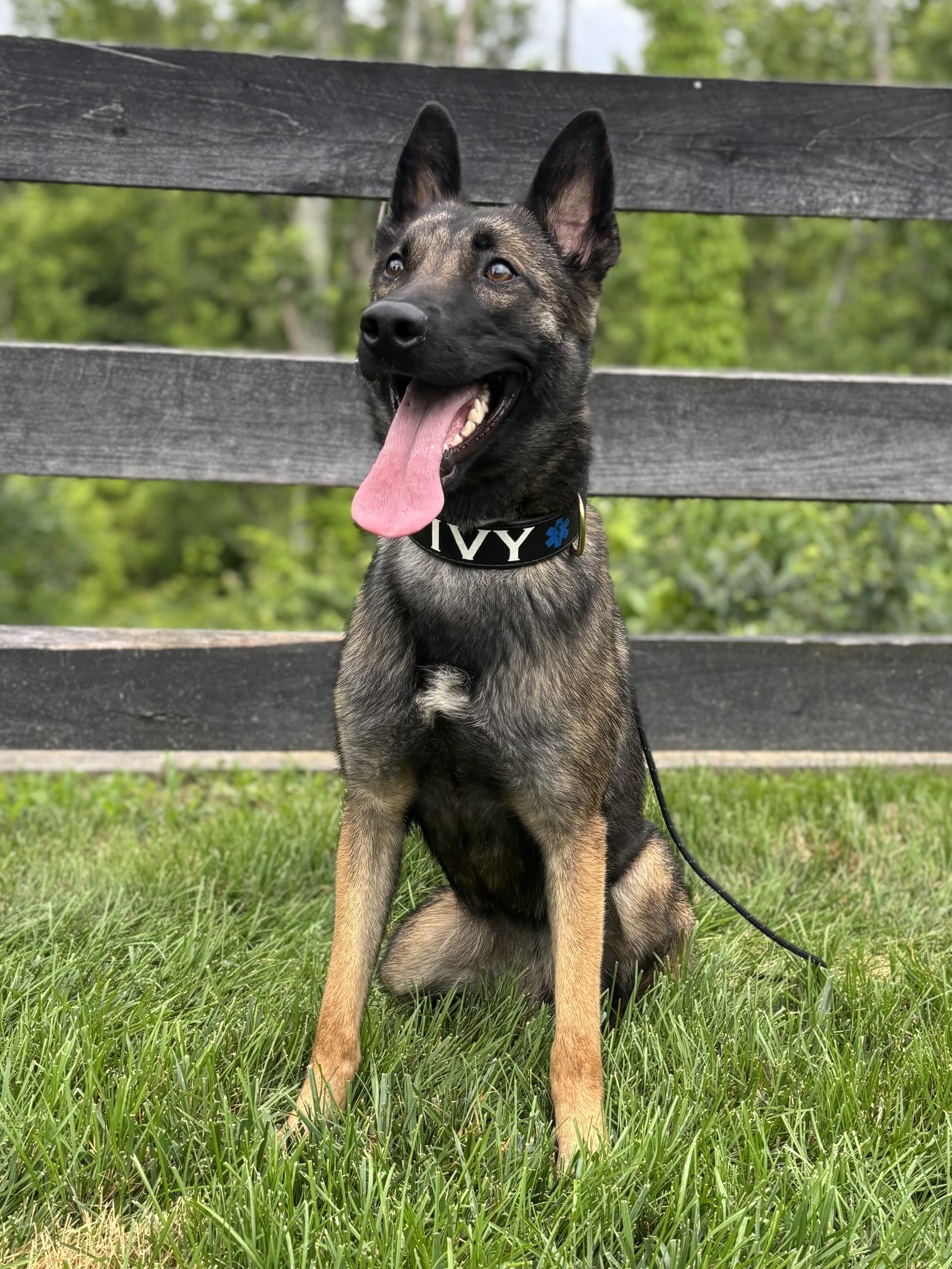 K-9 Ivy