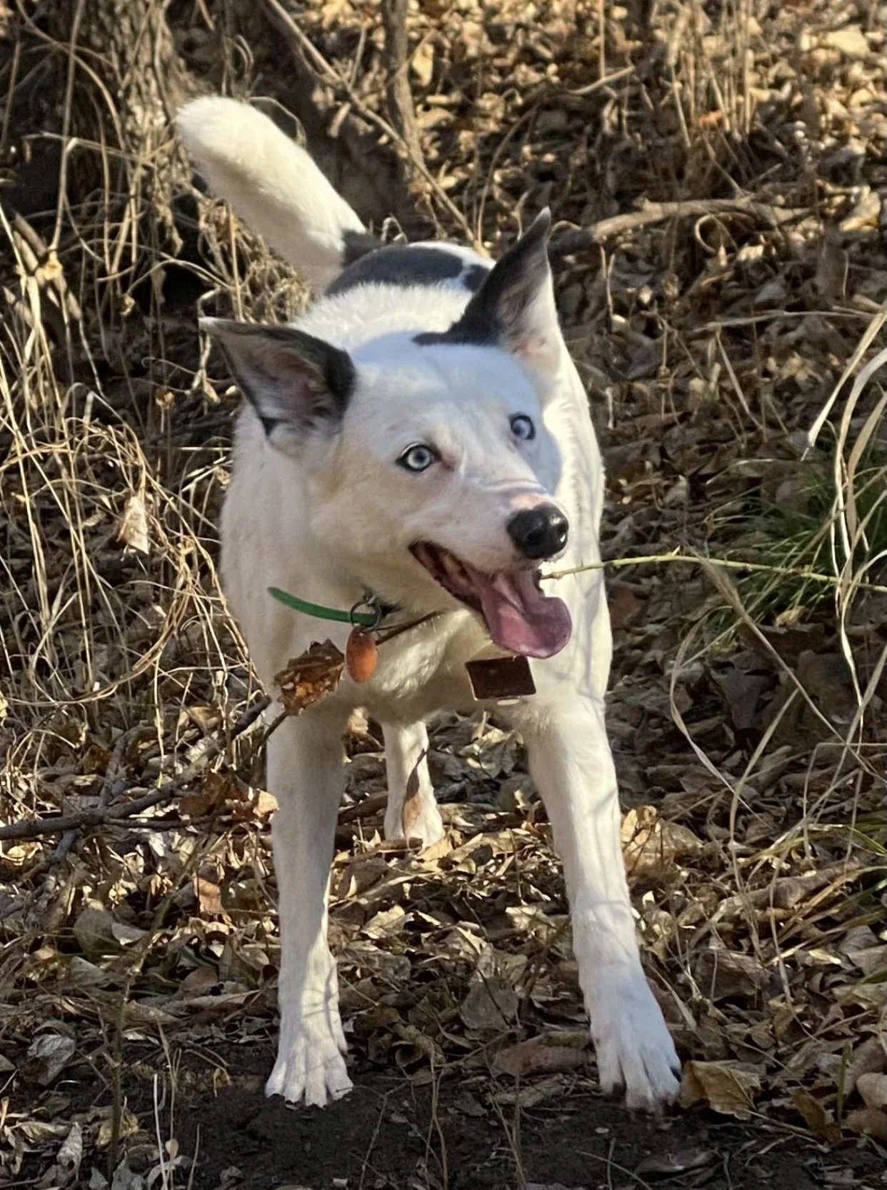 Dottie - certified HR