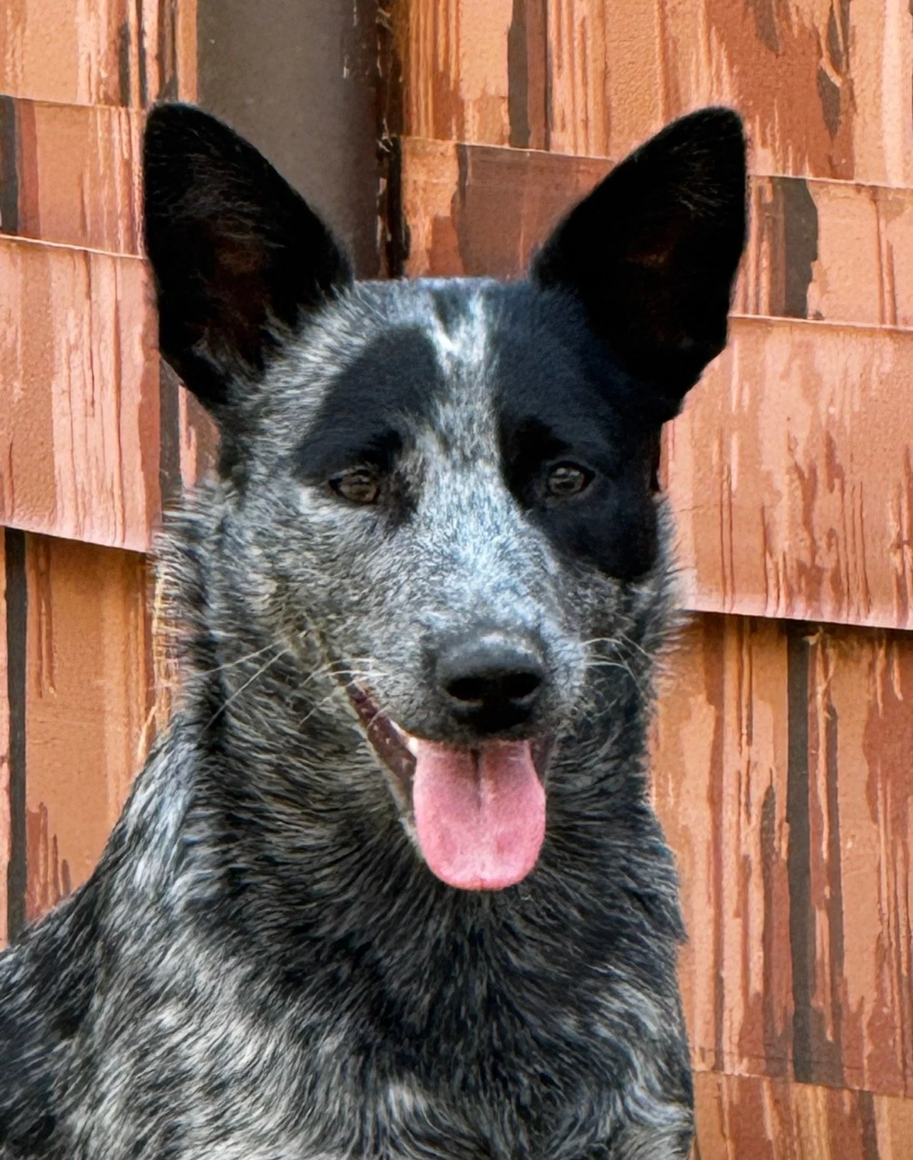 K-9 Storm