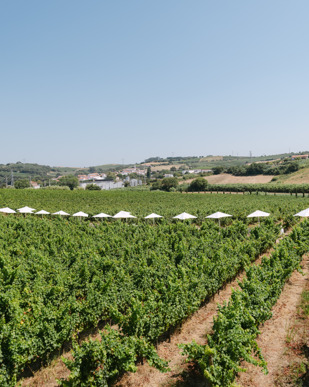 Cas Amaro Winery Event - Alenquer, Portugal