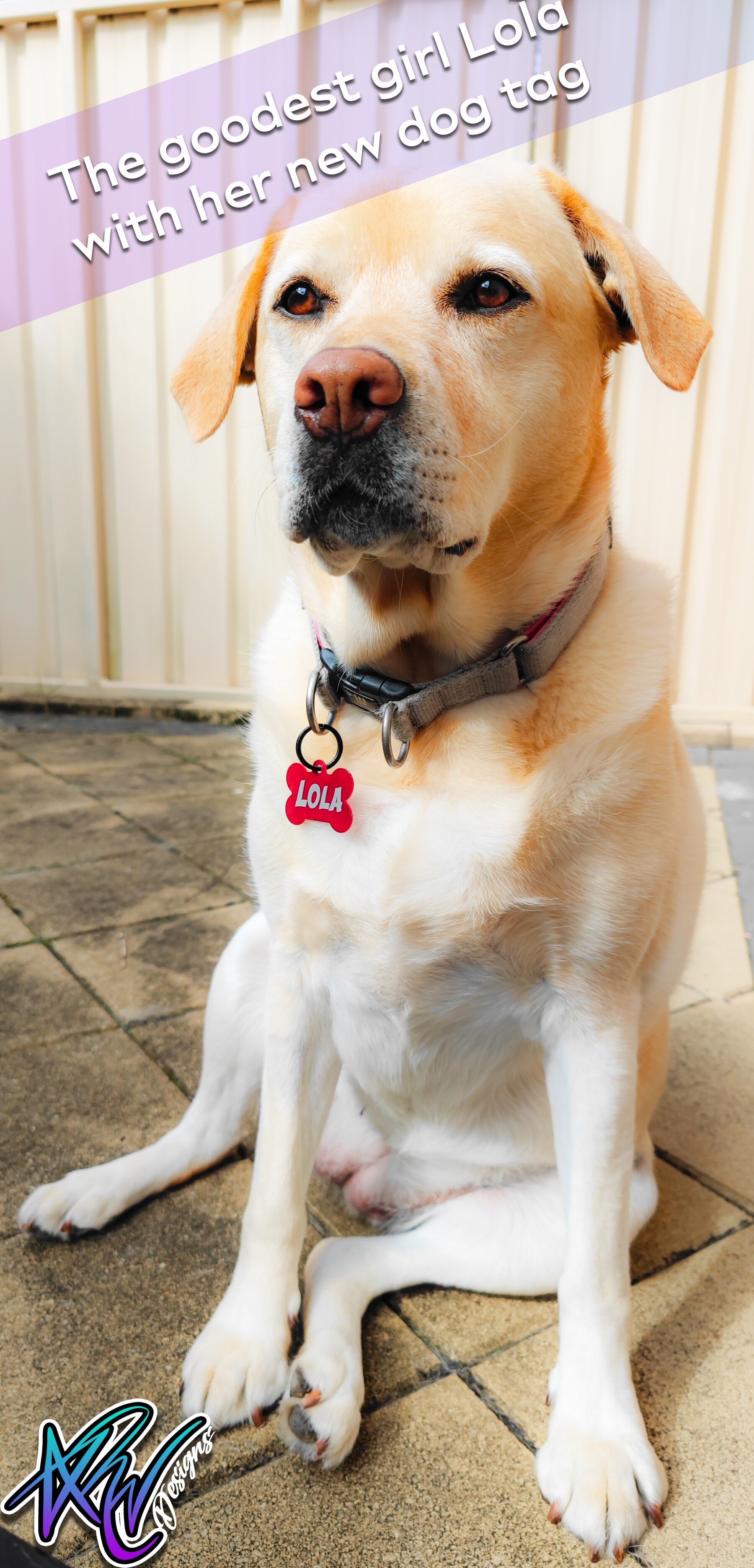 Lola modelling Dog Tag.jpg