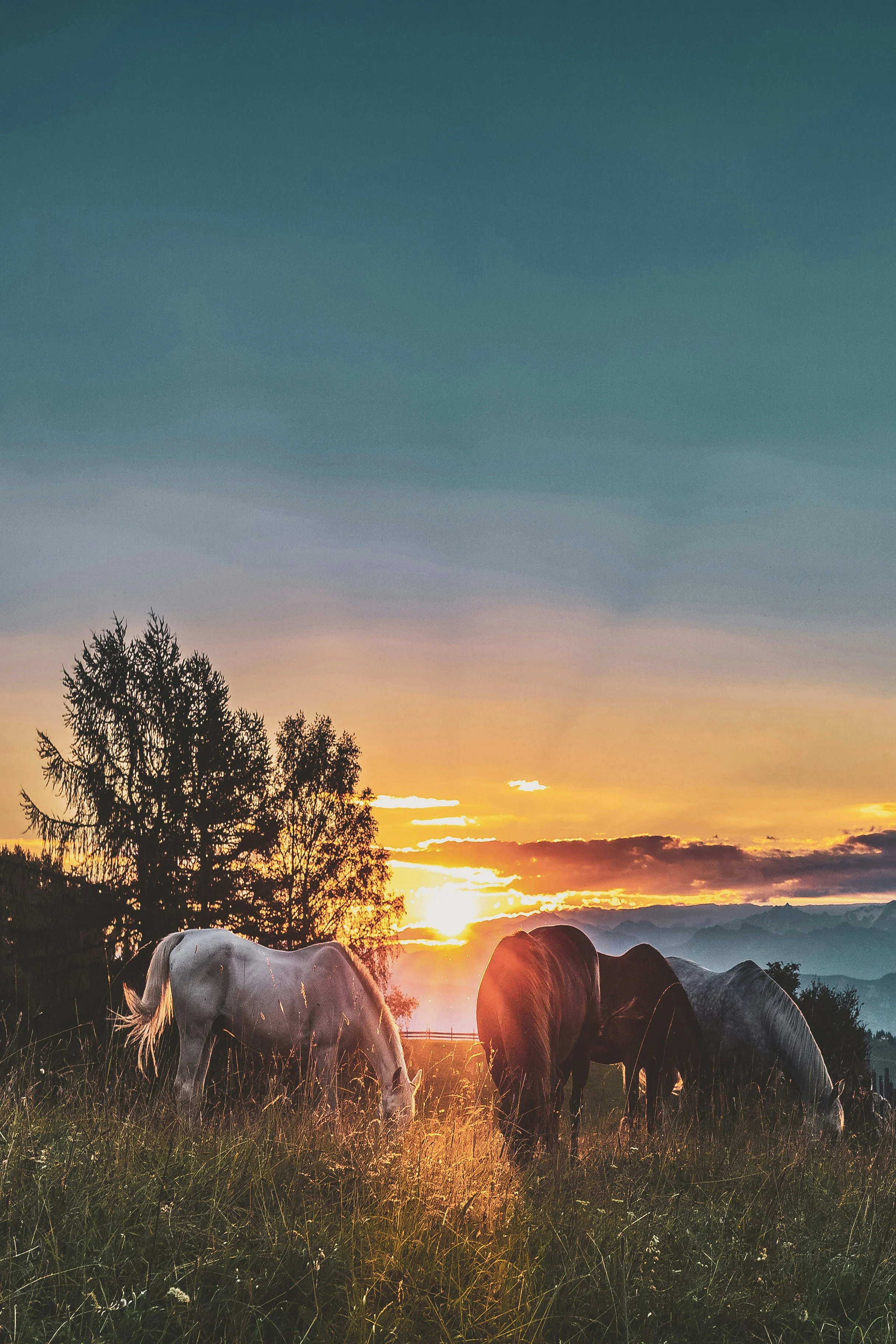 Optional Adjunct Experience; Flag Ranch Workday