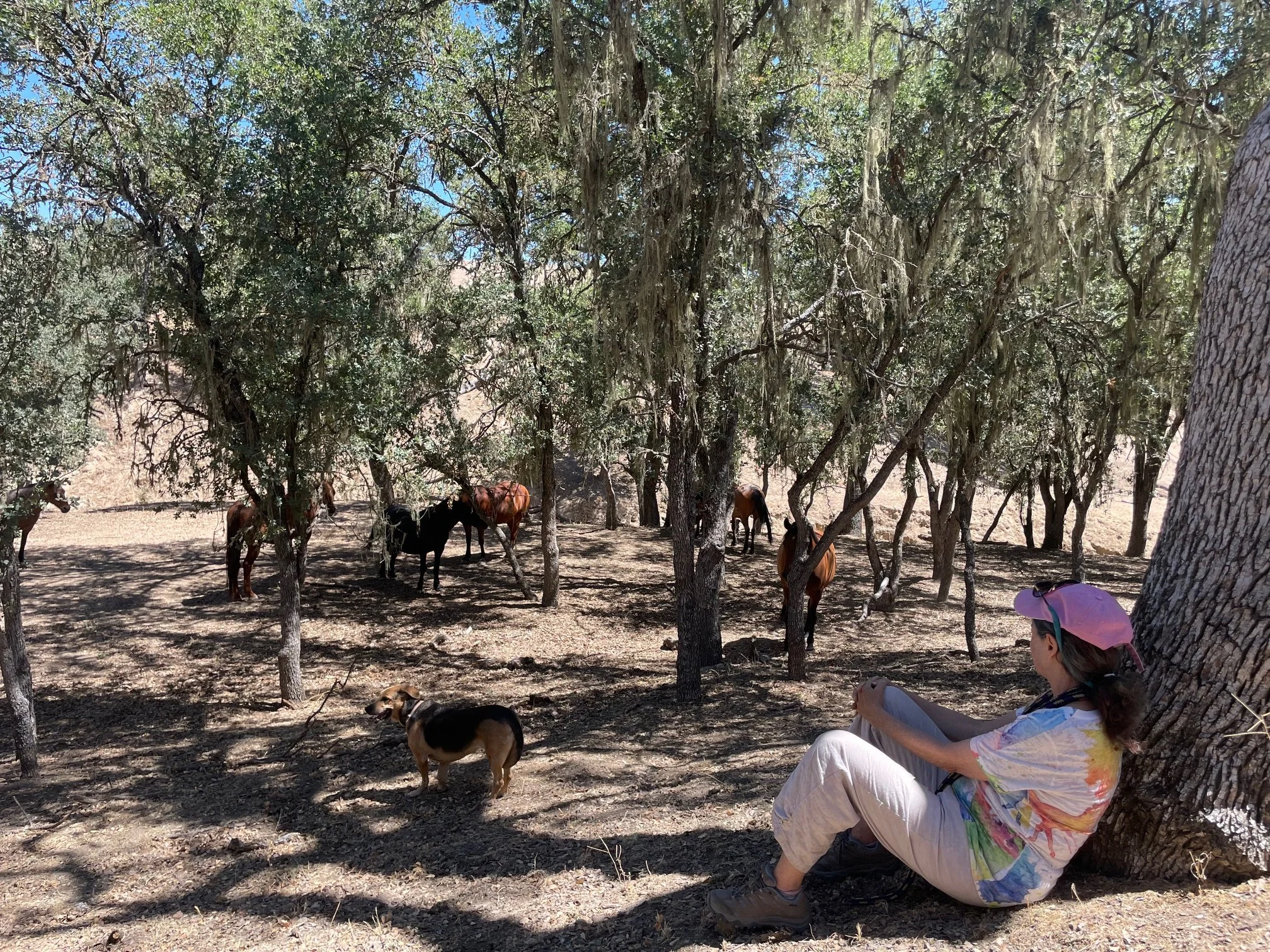 Flag Ranch Sanctuary, Paso Robles; Equine Guided Empowerment® Private 1 or 2-Day Immersions with Cassandra (Limited dates from Sept-Dec)