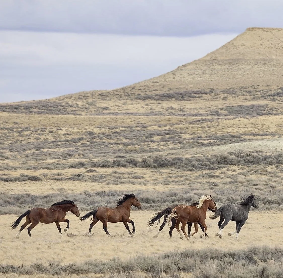 Wisdom of the Wild — Lander, Wyoming